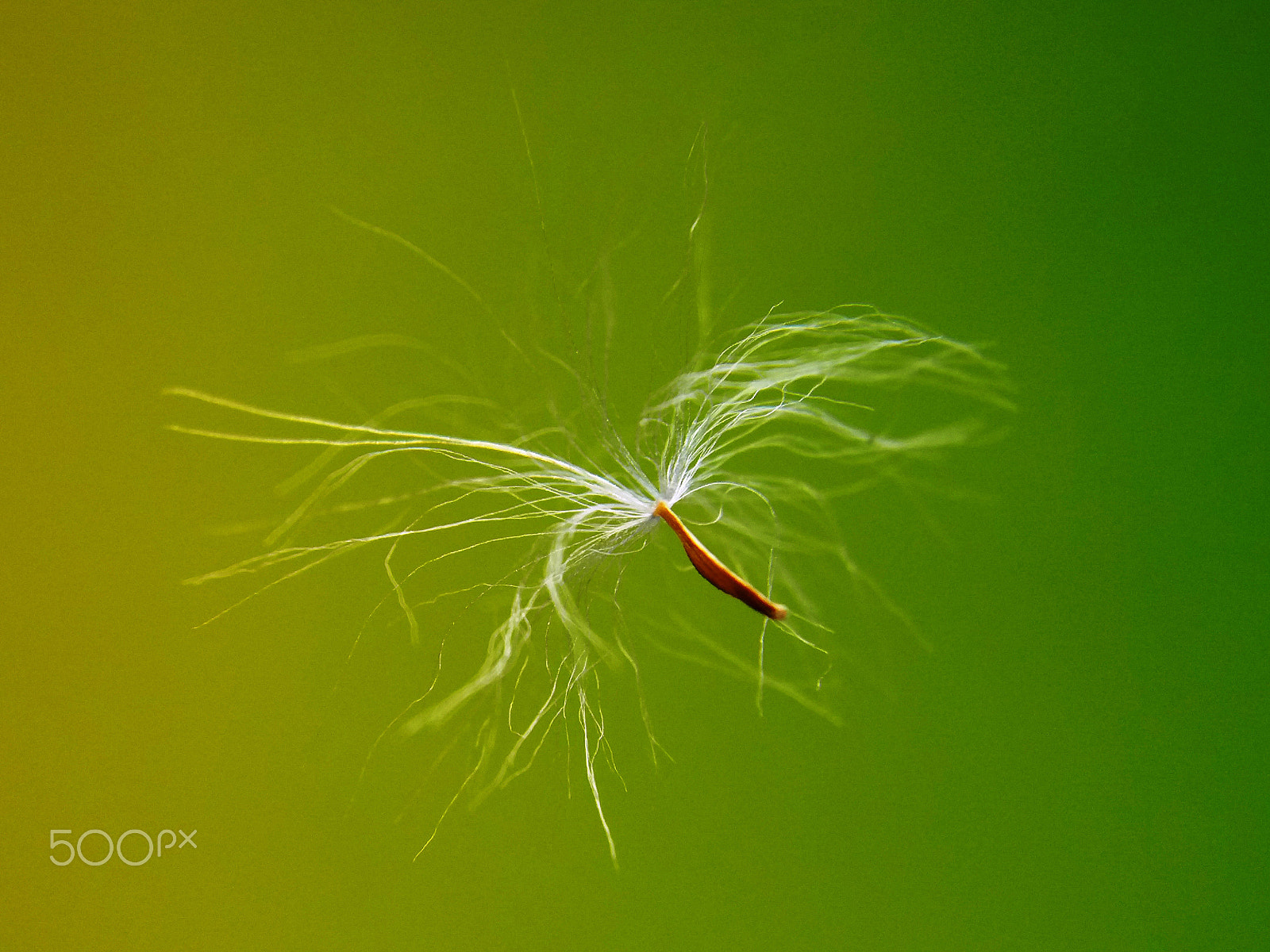 Samsung Galaxy A9 Pro sample photo. Dandelion seed photography