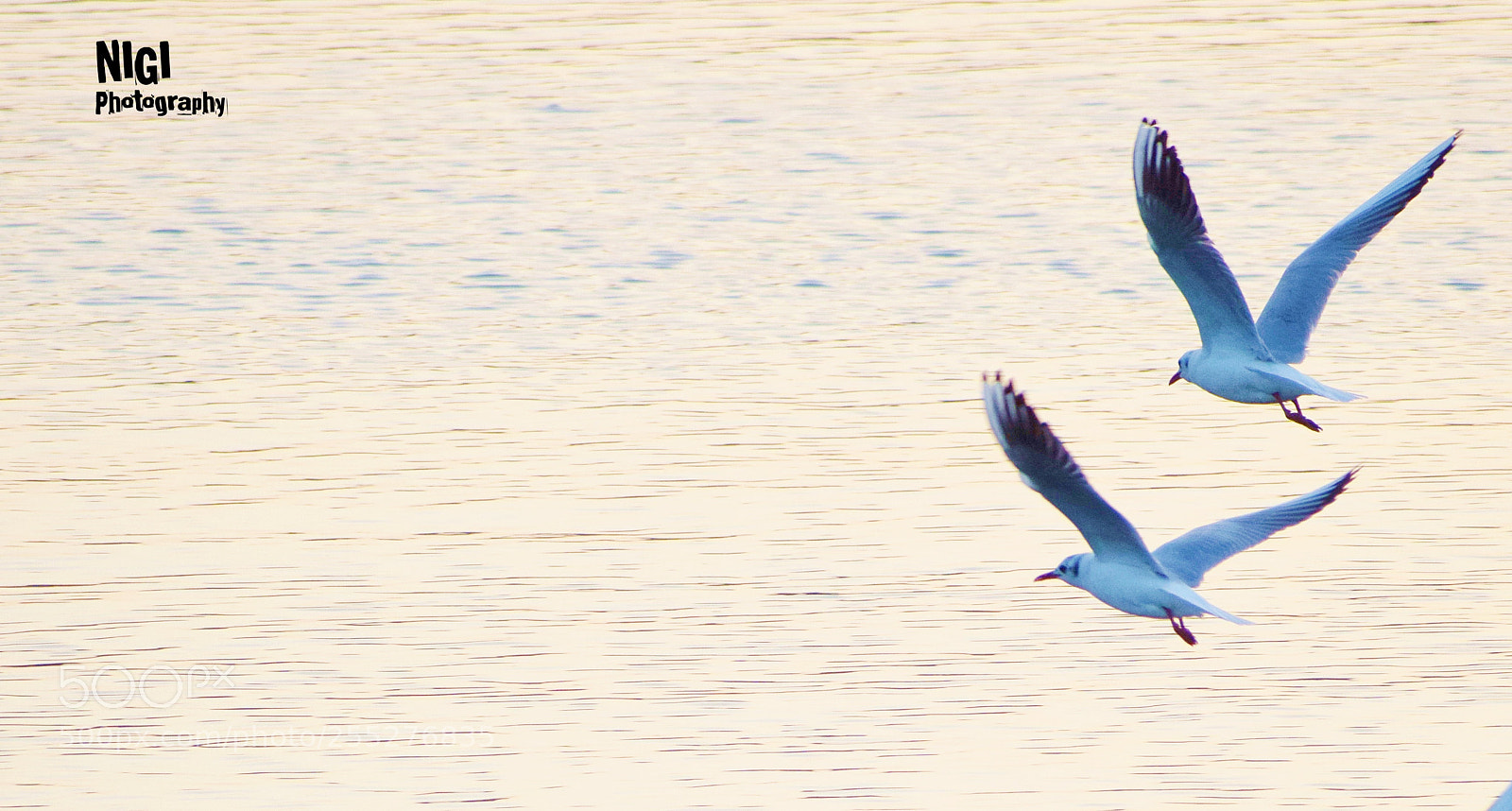 Nikon D5300 sample photo. The birds photography