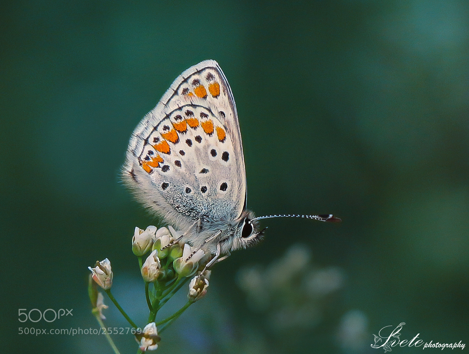 Canon EOS 700D (EOS Rebel T5i / EOS Kiss X7i) sample photo. Polyommatus photography