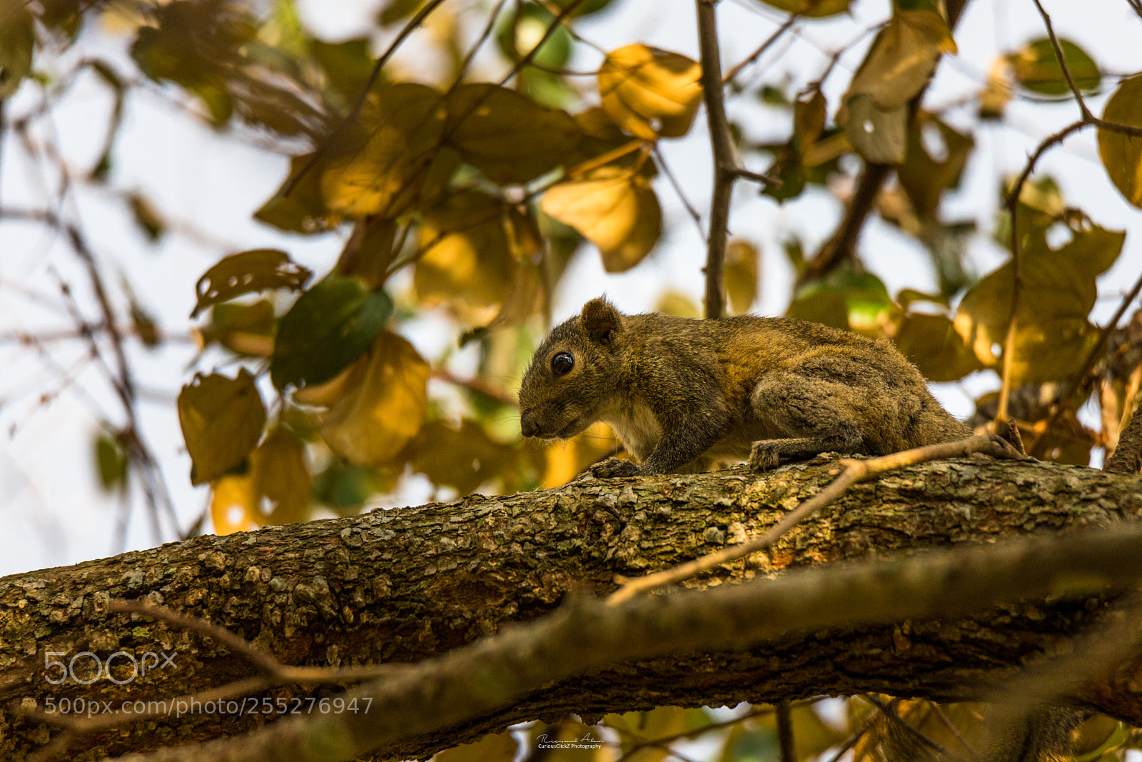 Canon EOS 6D Mark II sample photo. The squirrel photography