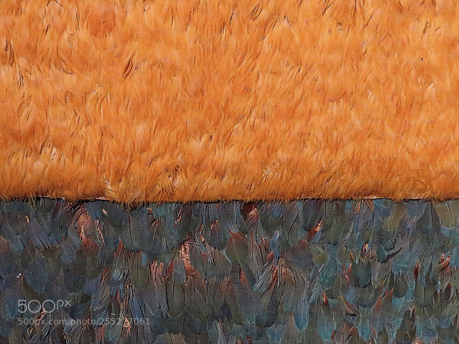 Canon PowerShot SX60 HS sample photo. A rug made of photography