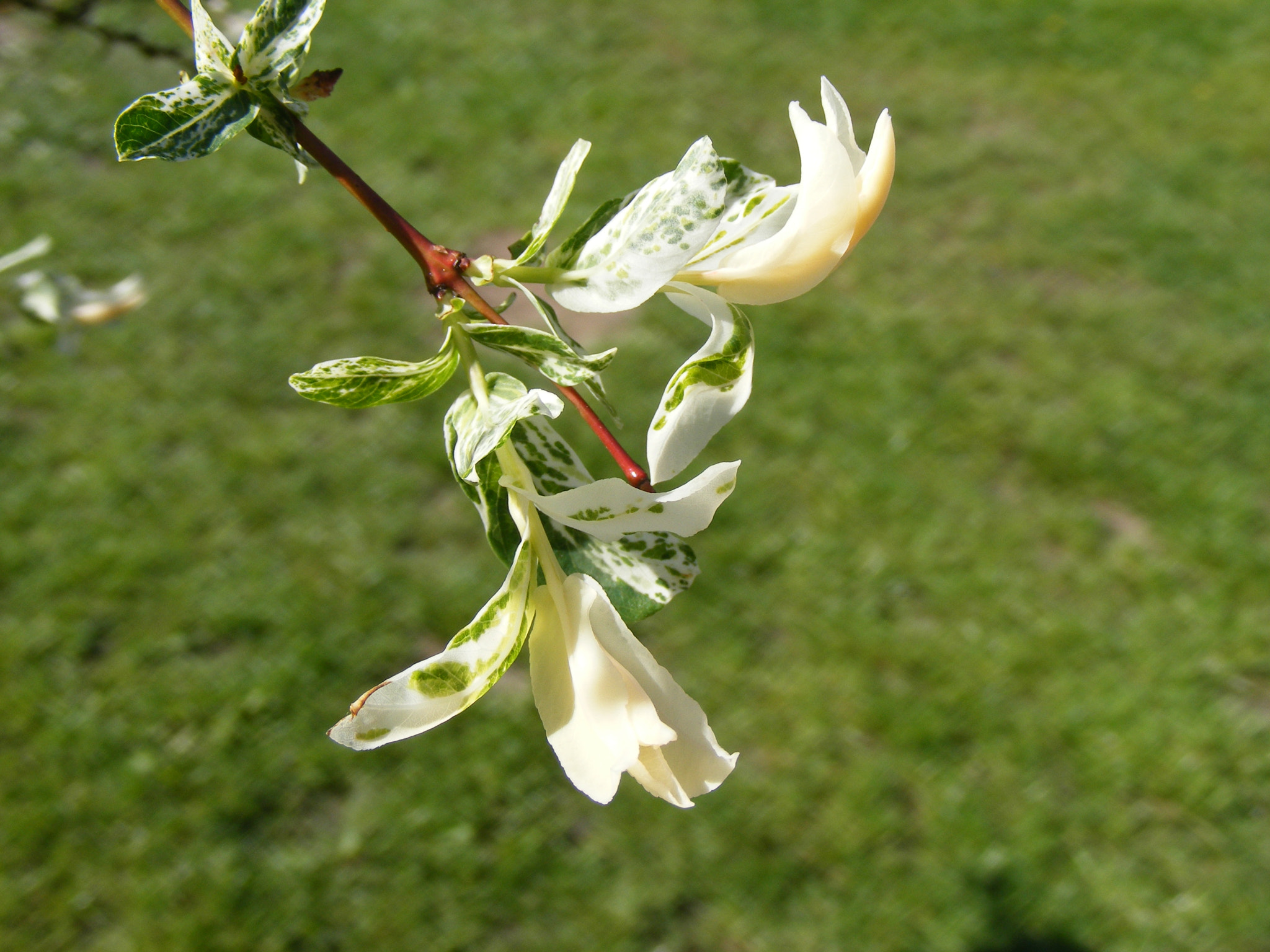Fujifilm FinePix S5700 S700 sample photo