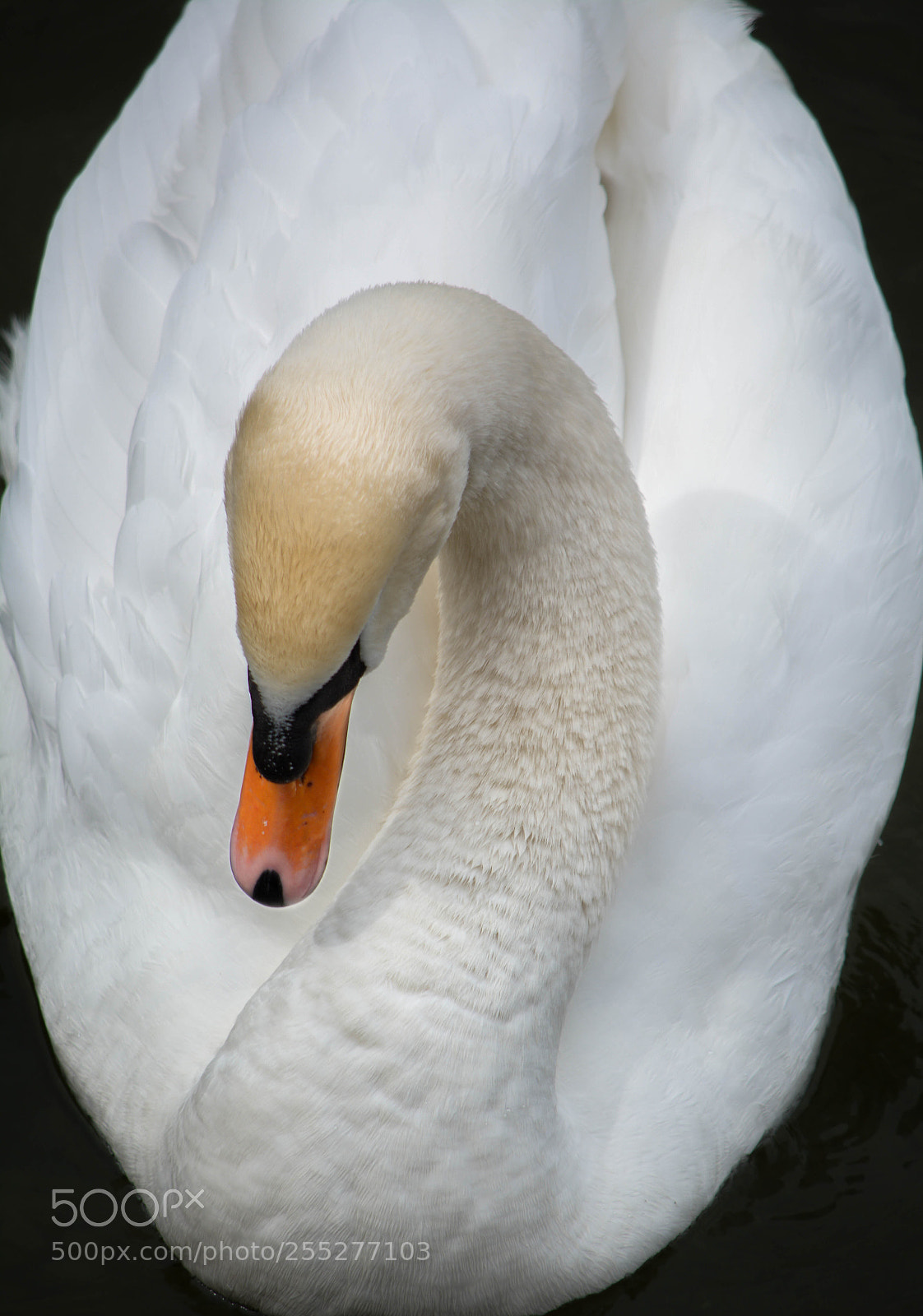 Nikon D7100 sample photo. Swan orange beak photography