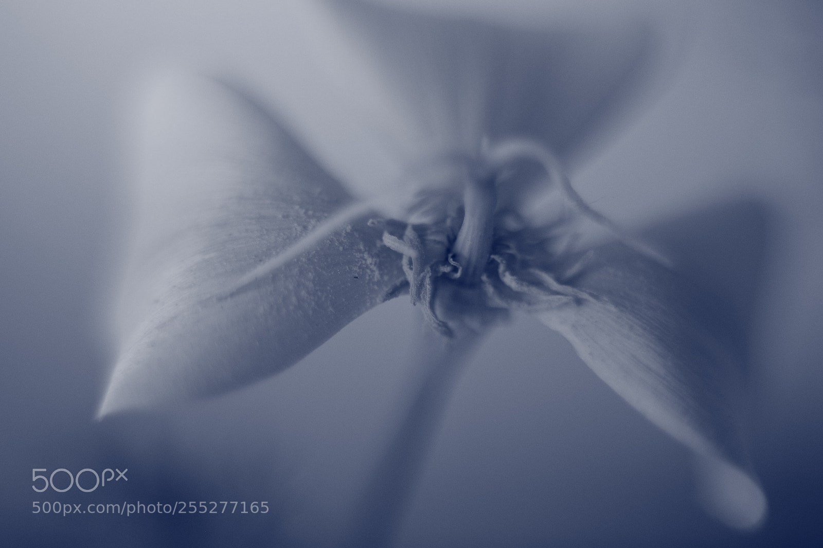 Canon EOS 6D + Canon EF 50mm F1.8 STM sample photo. Flora photography
