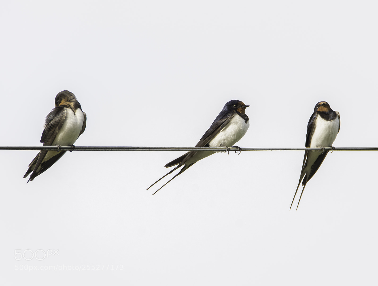 Nikon D5300 sample photo. Barn swallow ladusvala o photography