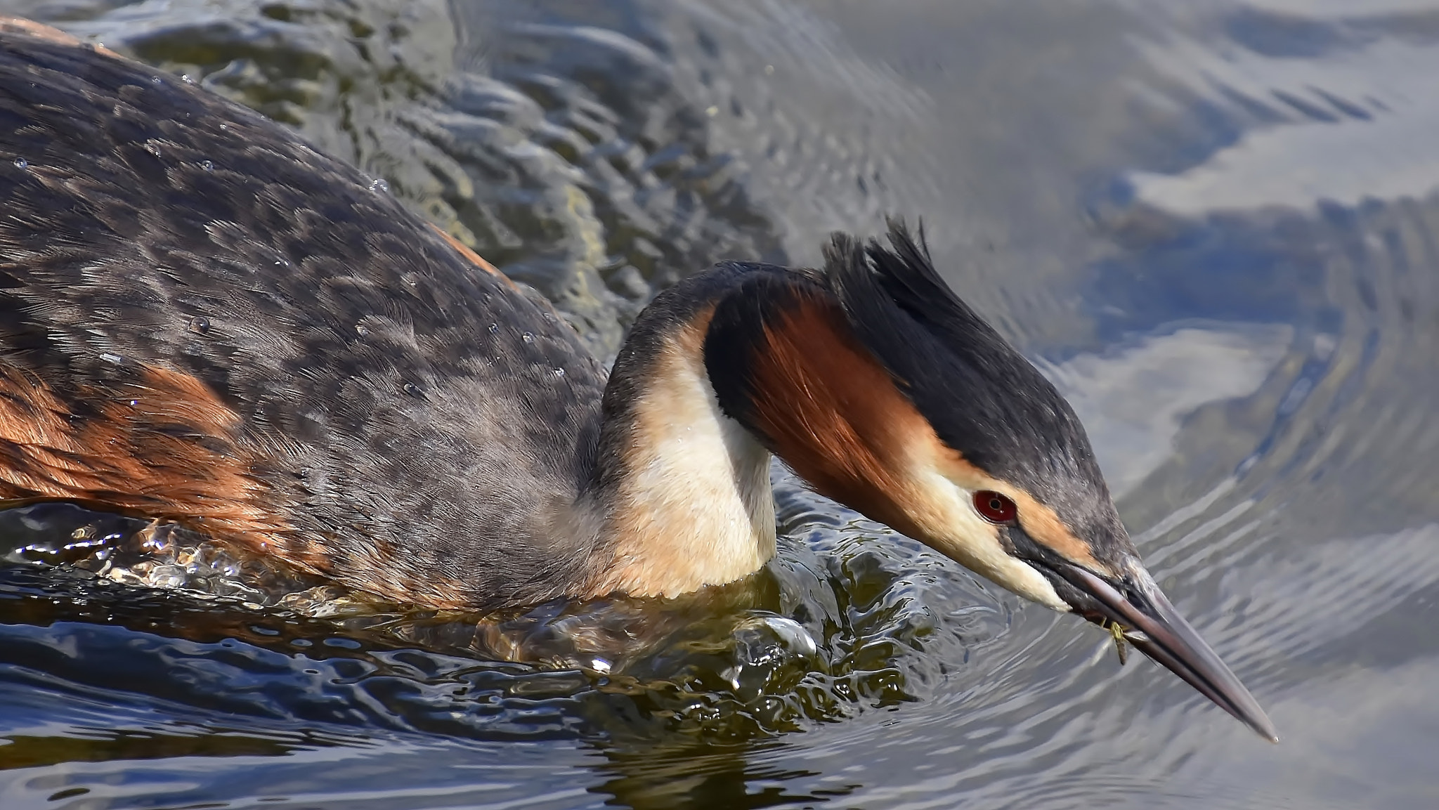 Nikon D7200 sample photo. Clever hunter... photography