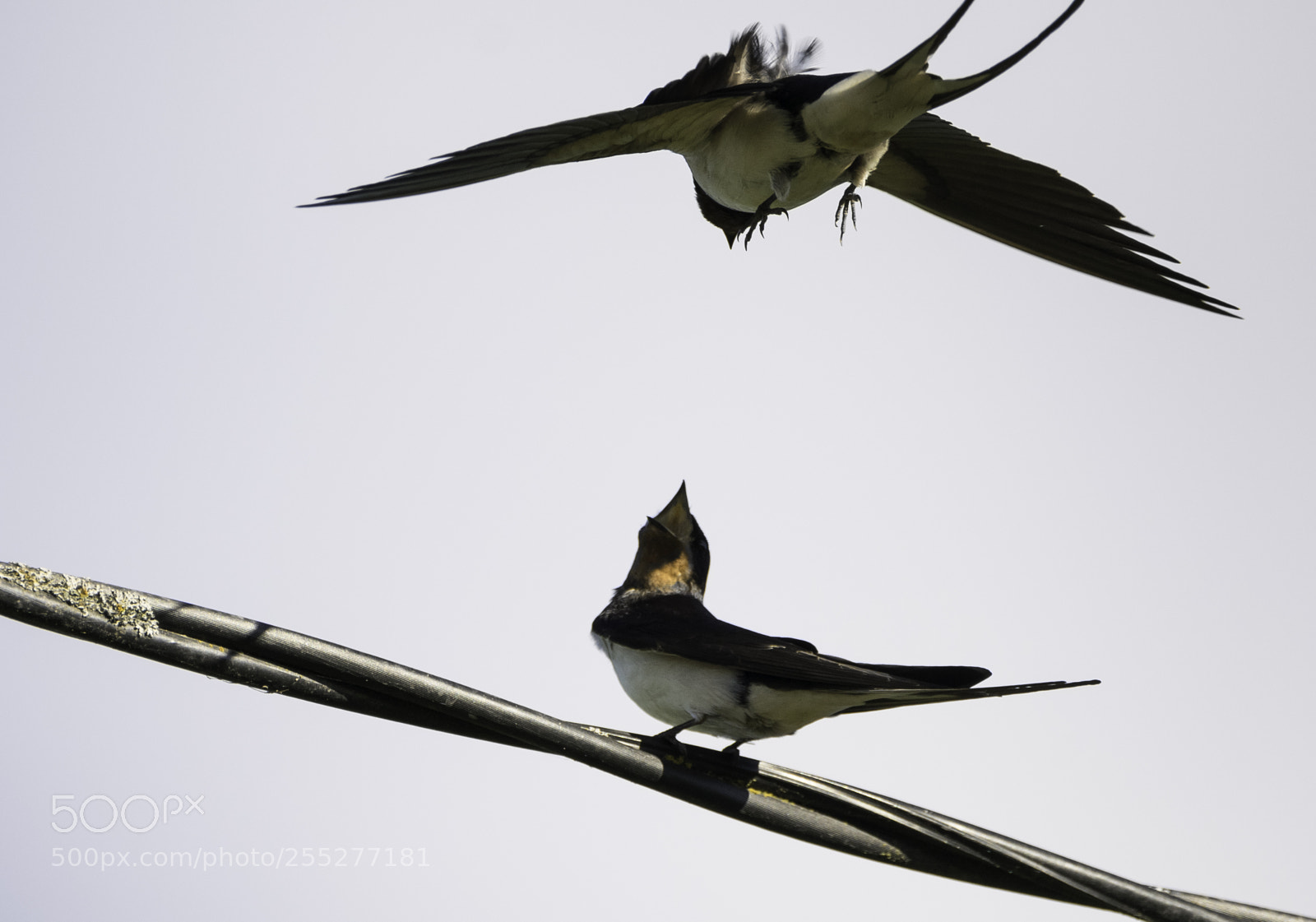 Nikon D5300 sample photo. Barnswallow ladusvala o photography