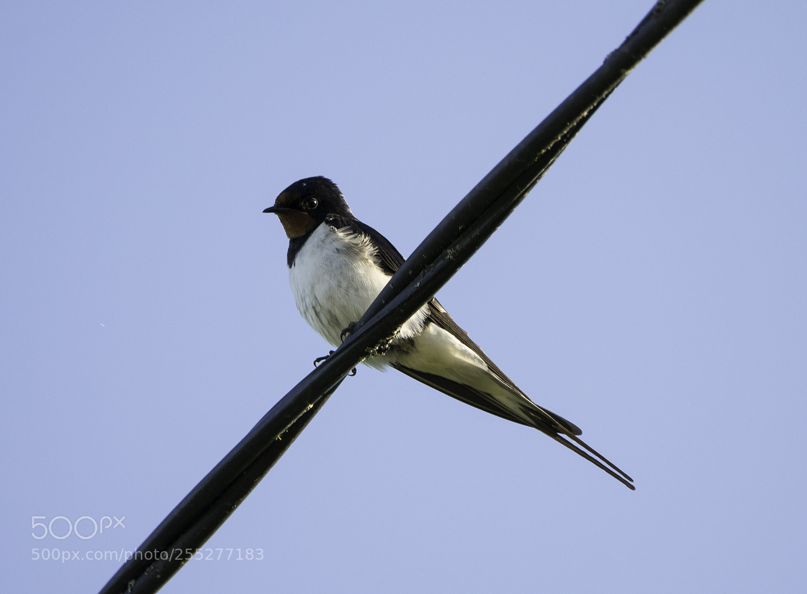 Nikon D5300 sample photo. Barnswallow ladusvala o photography