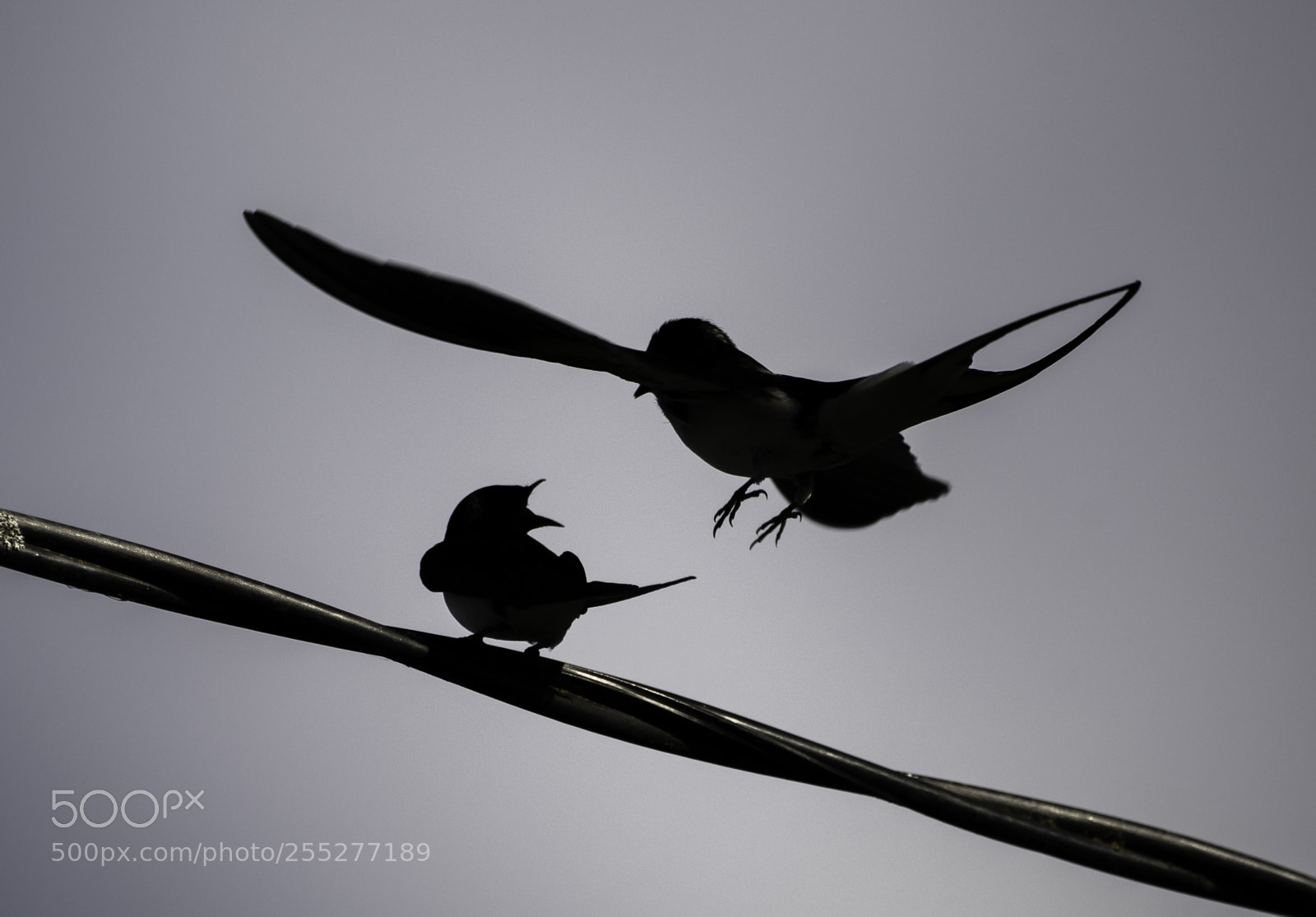 Nikon D5300 sample photo. Barnswallow ladusvala o photography