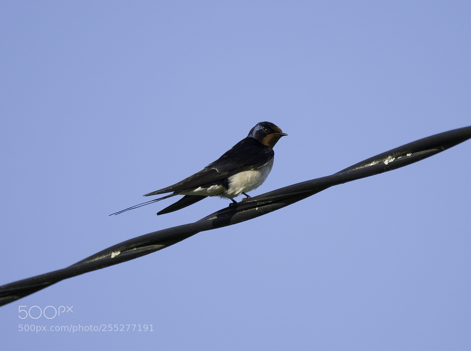 Nikon D5300 sample photo. Barnswallow ladusvala o photography