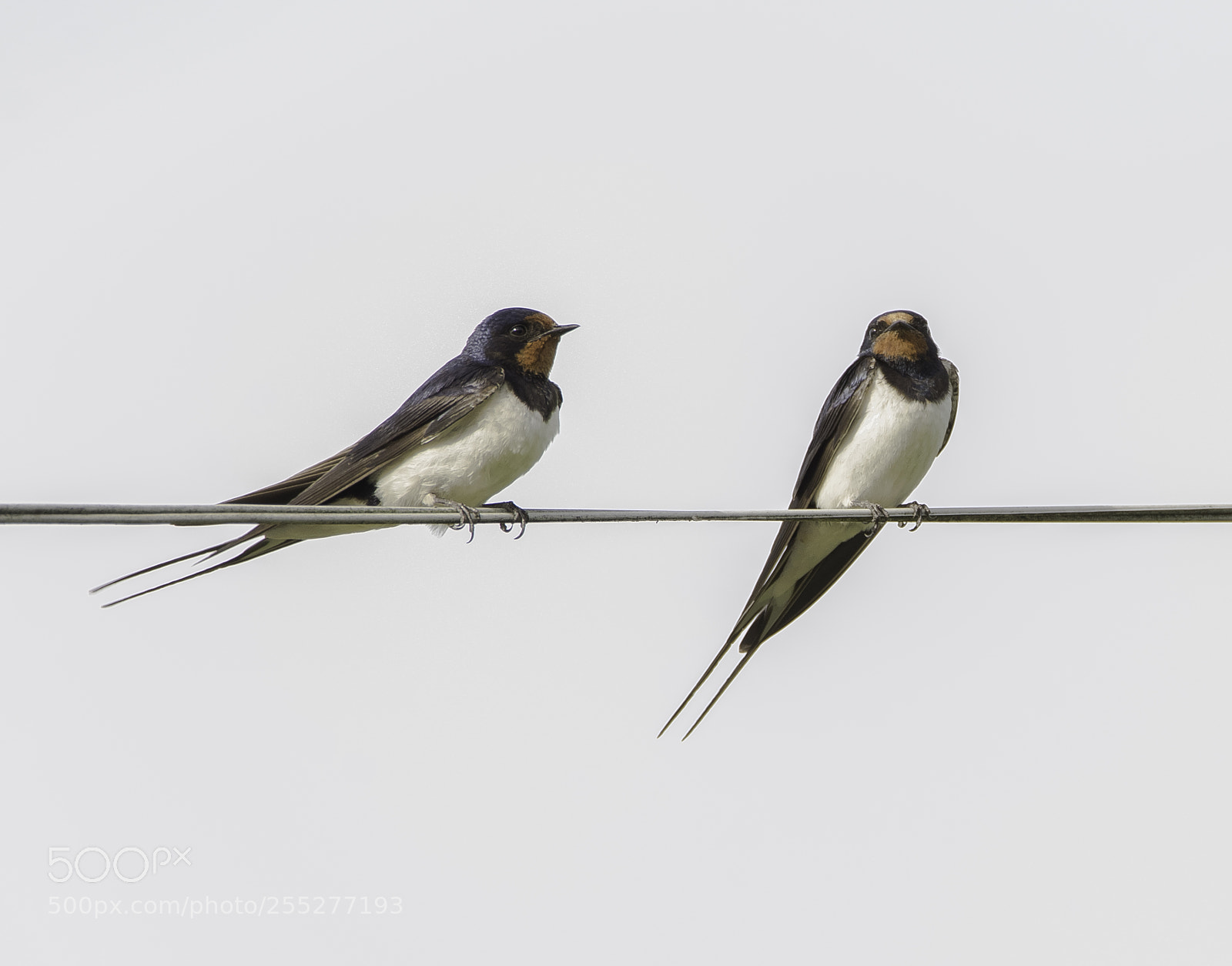 Nikon D5300 sample photo. Barn swallow ladusvala o photography