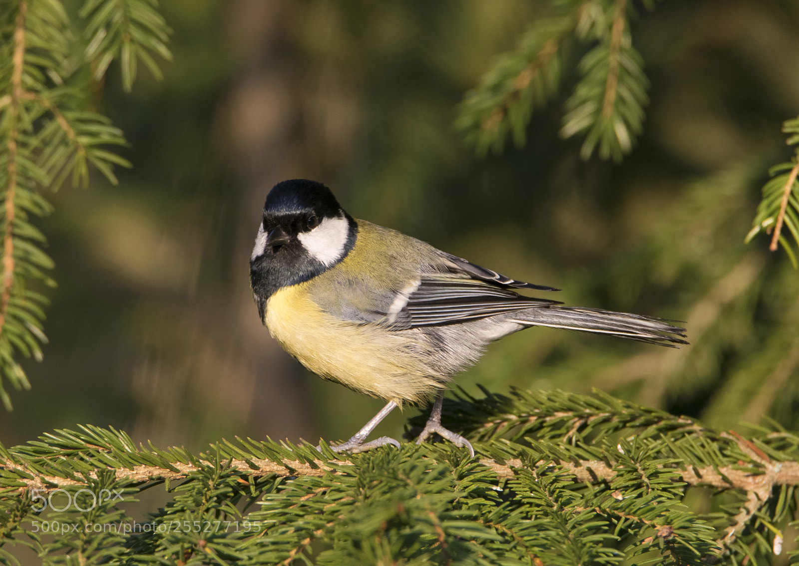 Nikon D5300 sample photo. Bif tit talgoxe o photography