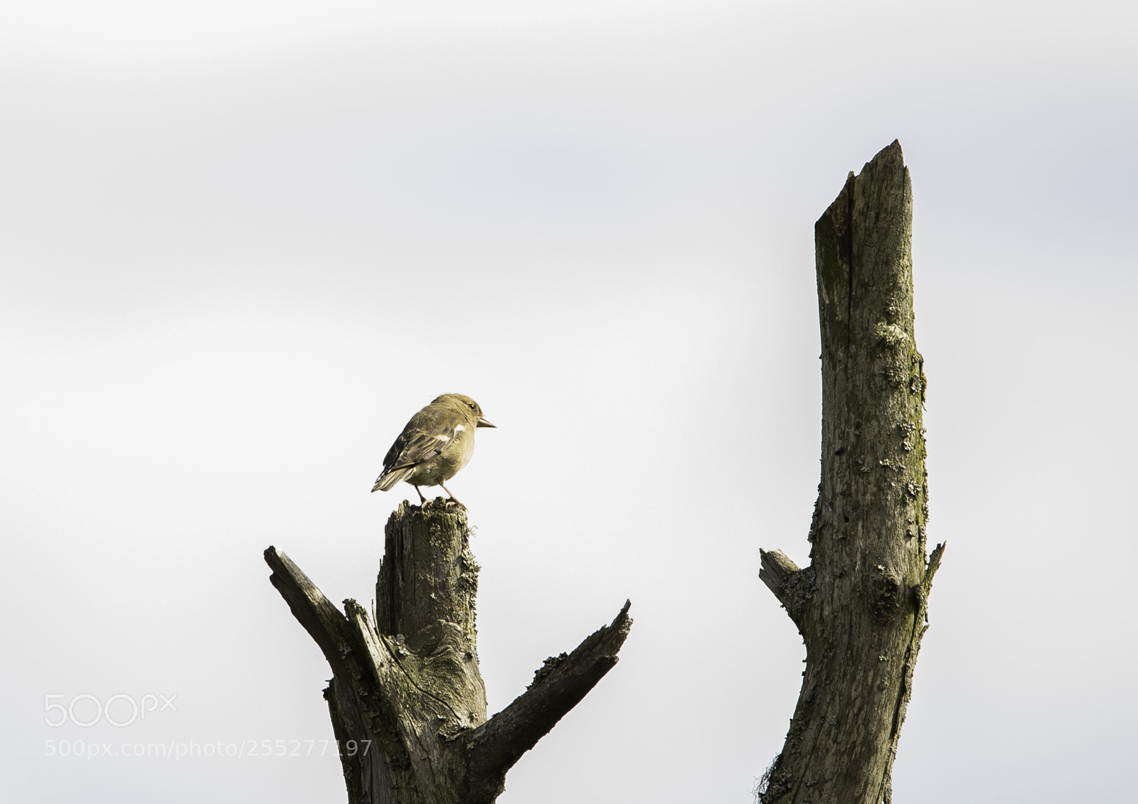 Nikon D5300 sample photo. Bird o photography