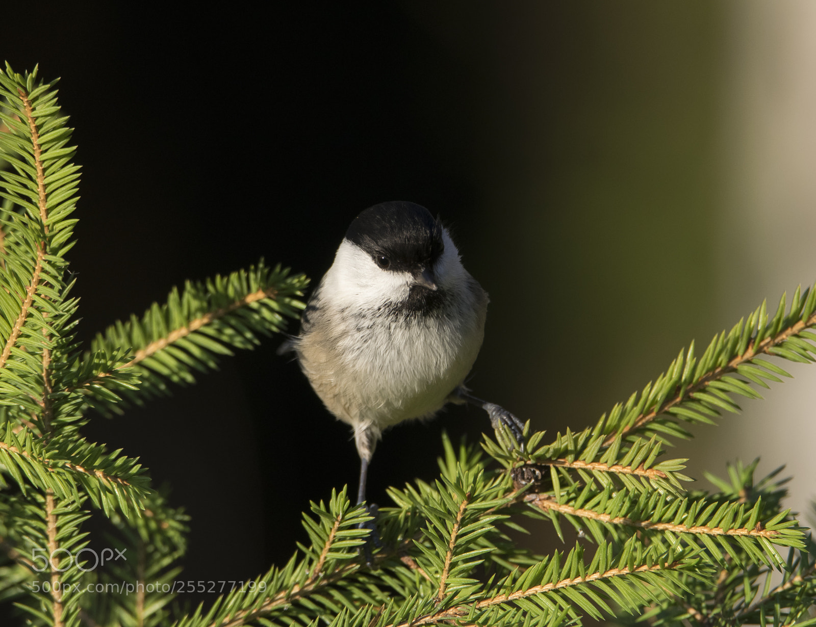 Nikon D5300 sample photo. Bird o photography