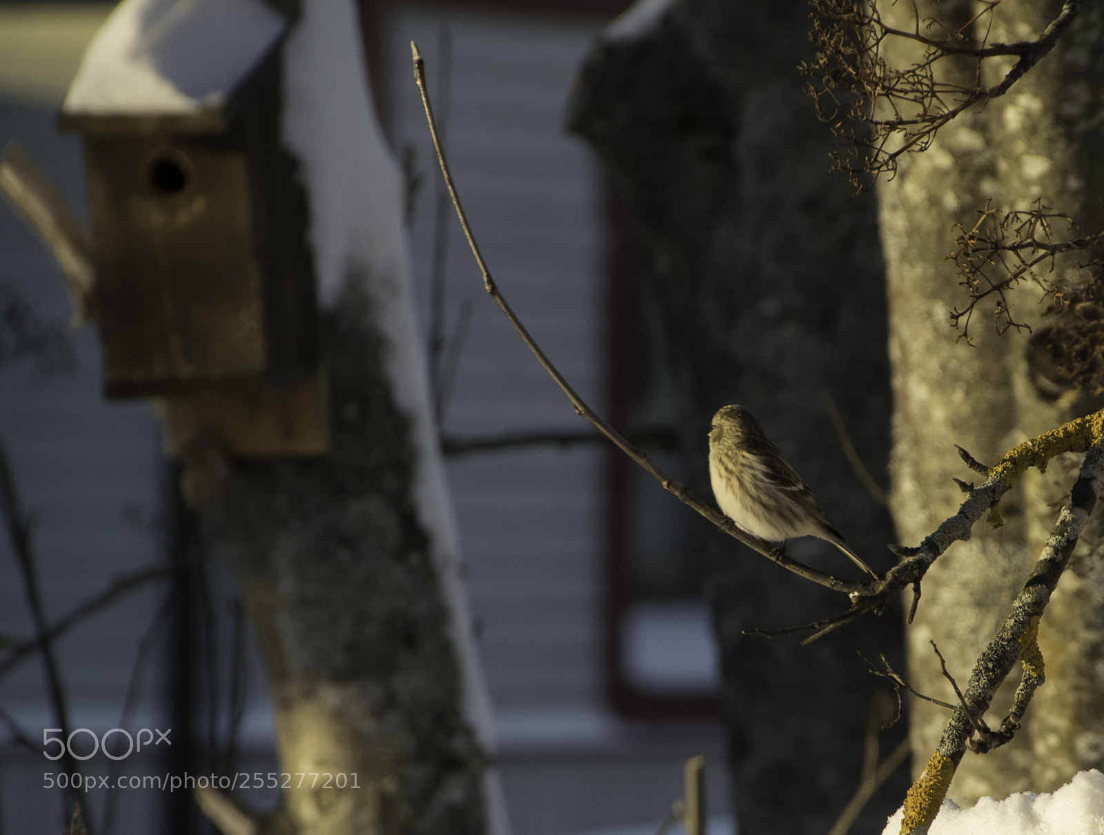 Nikon D5300 sample photo. Bird o photography