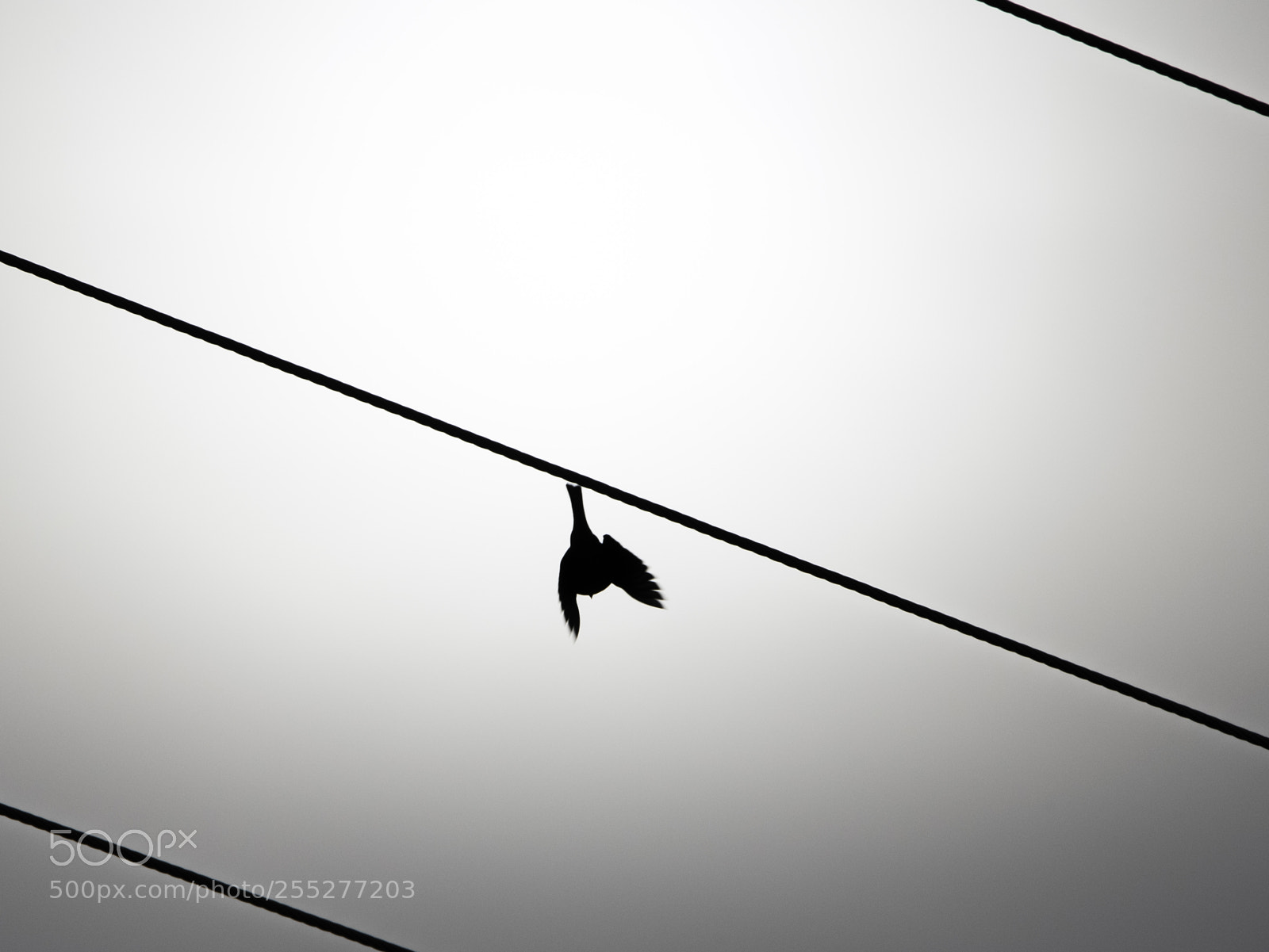 Nikon D5300 sample photo. Bird o photography