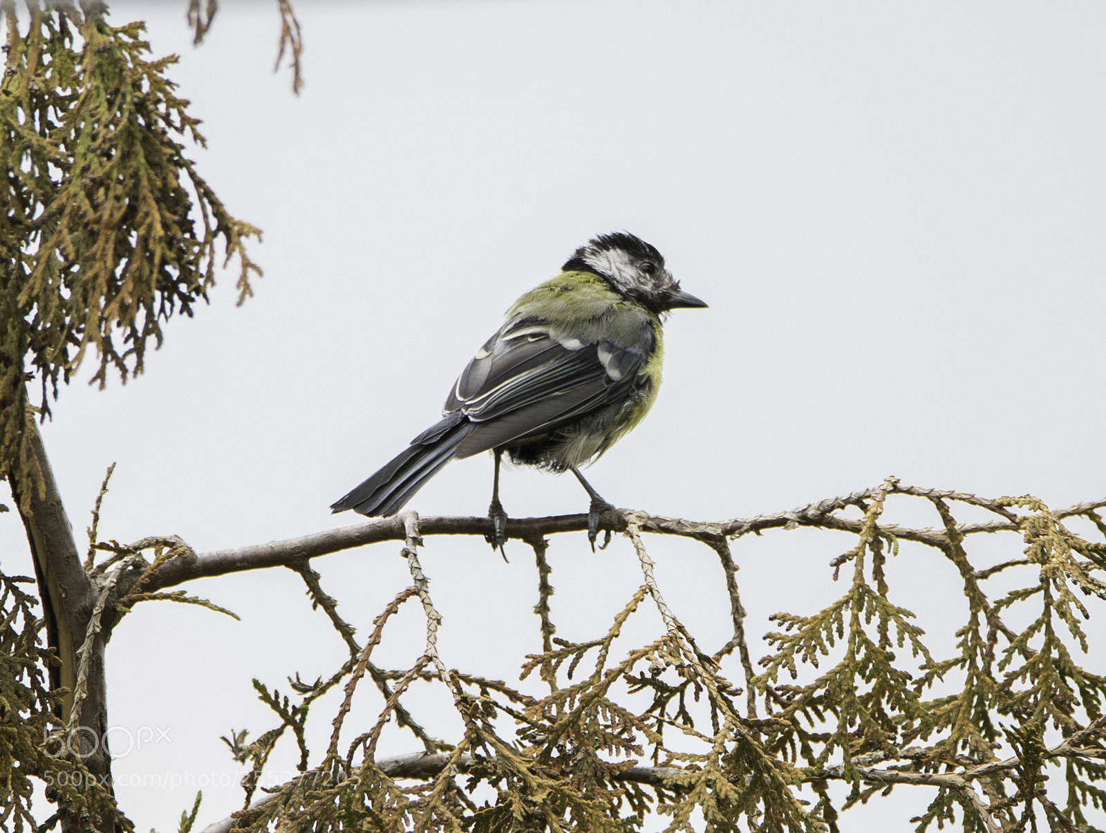 Nikon D5300 sample photo. Bird o photography