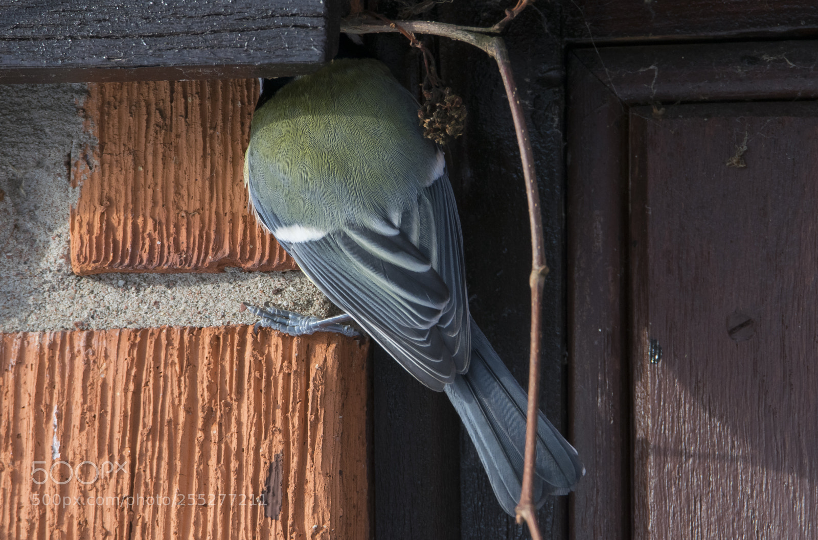 Nikon D5300 sample photo. Bird o photography