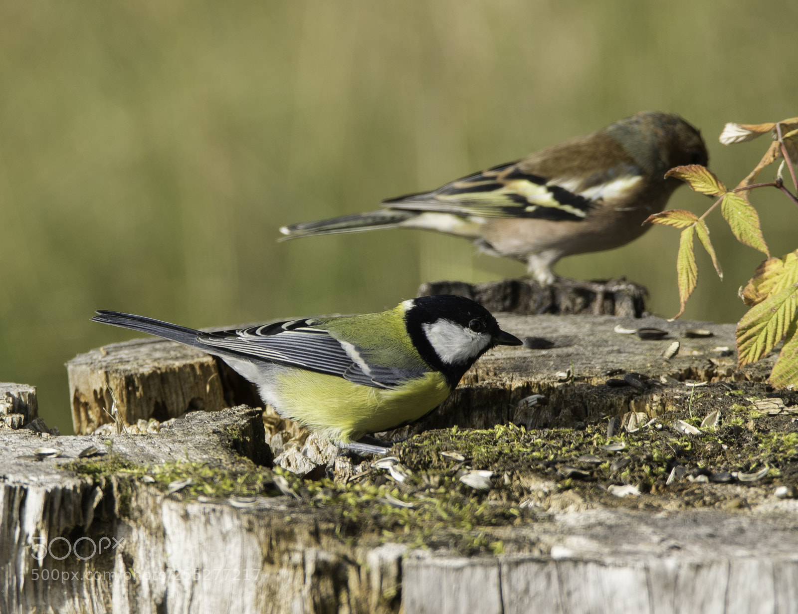 Nikon D5300 sample photo. Birds o photography