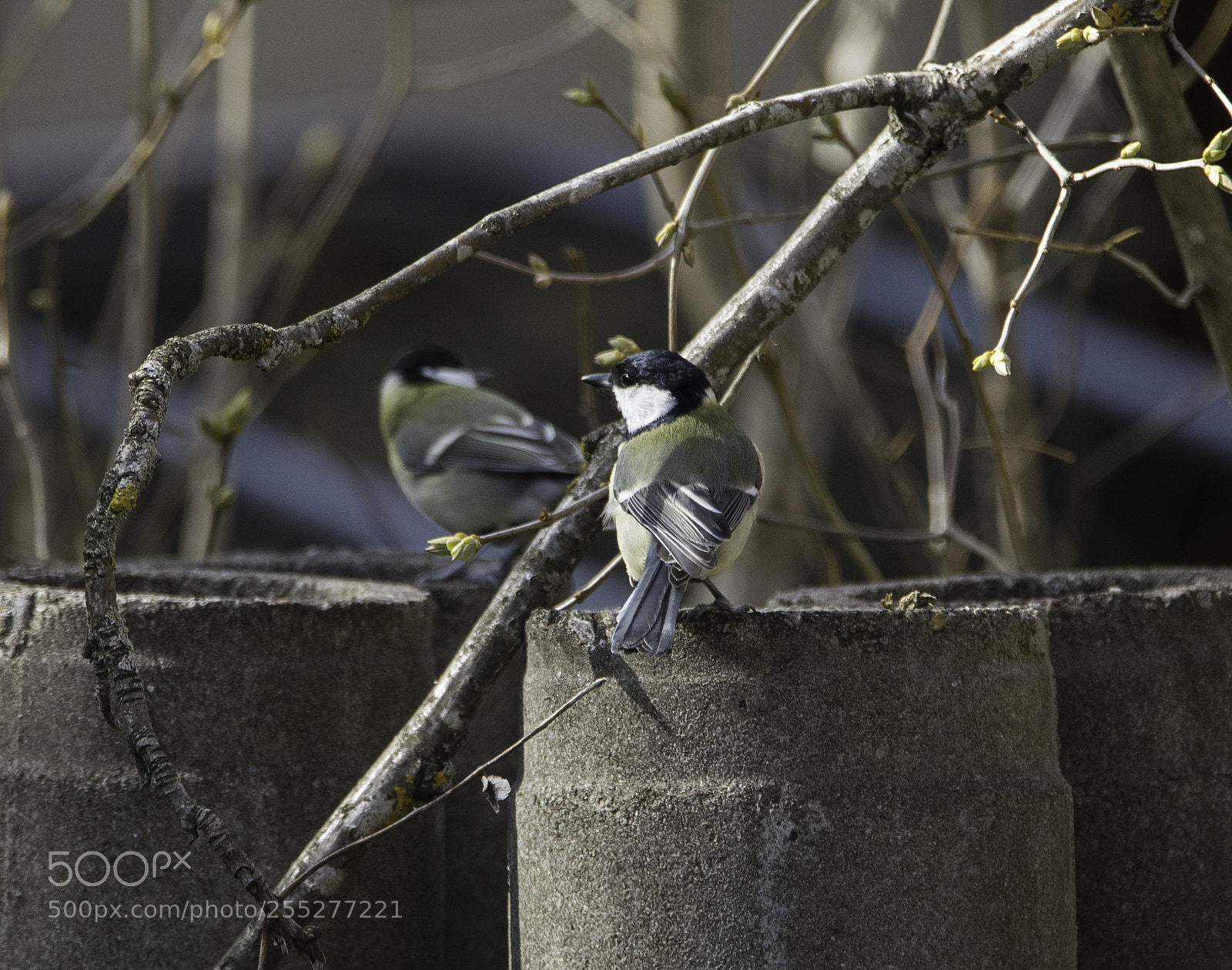 Nikon D5300 sample photo. Birds o photography