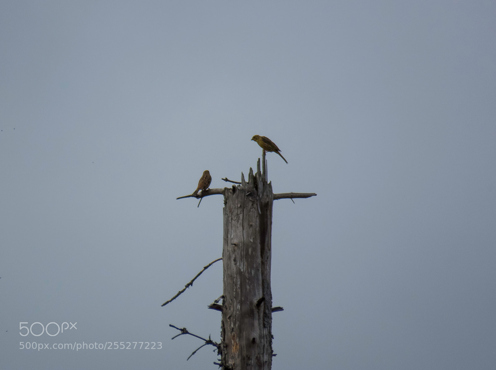 Canon PowerShot SX60 HS sample photo. Birds o photography
