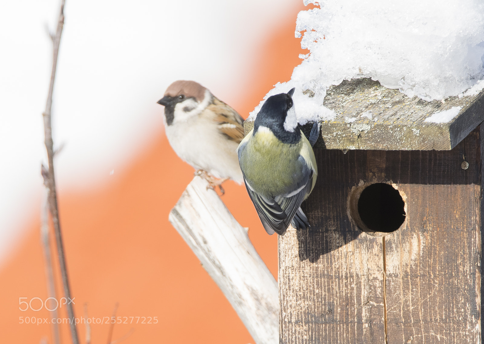 Nikon D5300 sample photo. Birds o photography