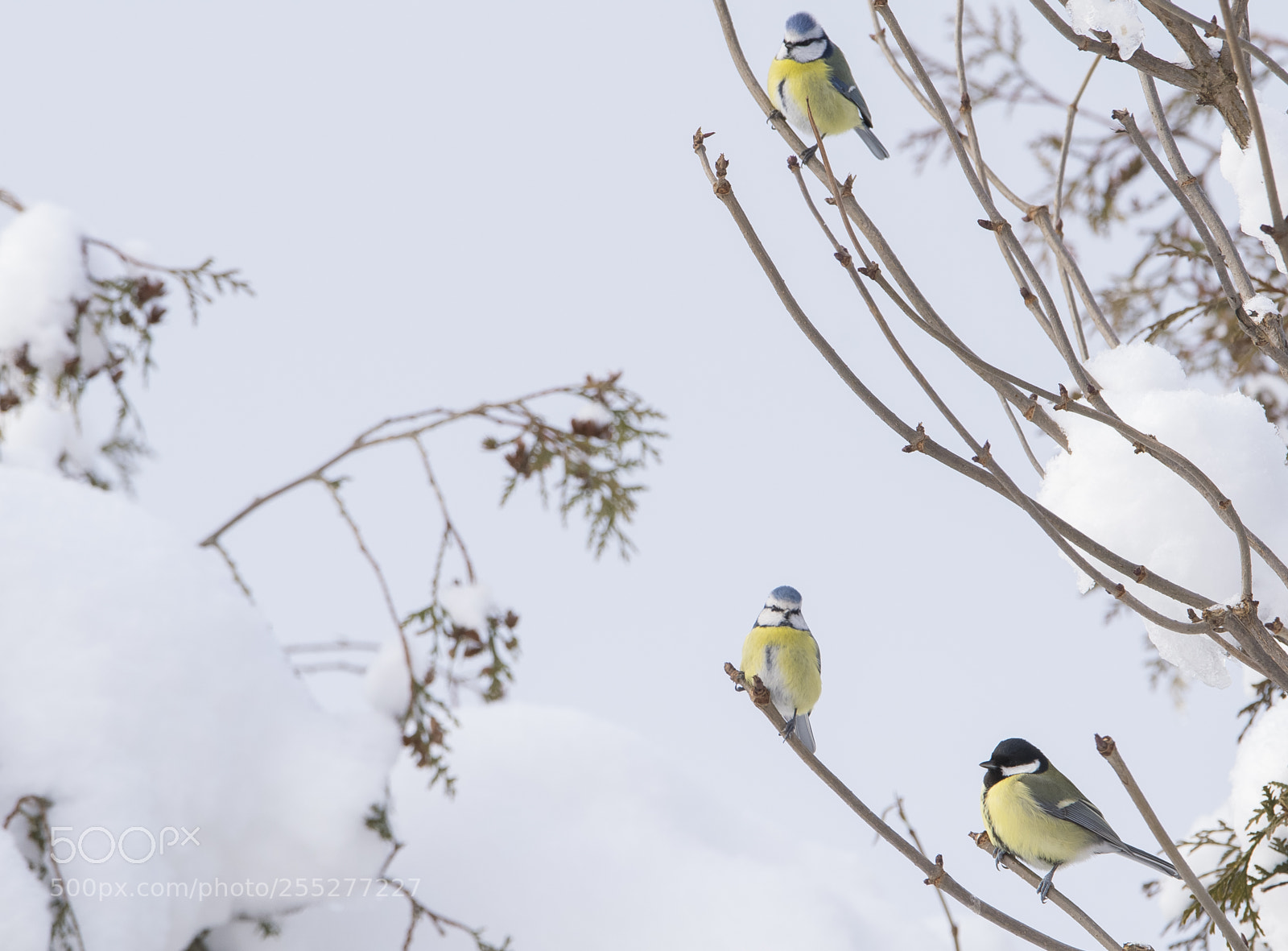 Nikon D5300 sample photo. Birds o photography