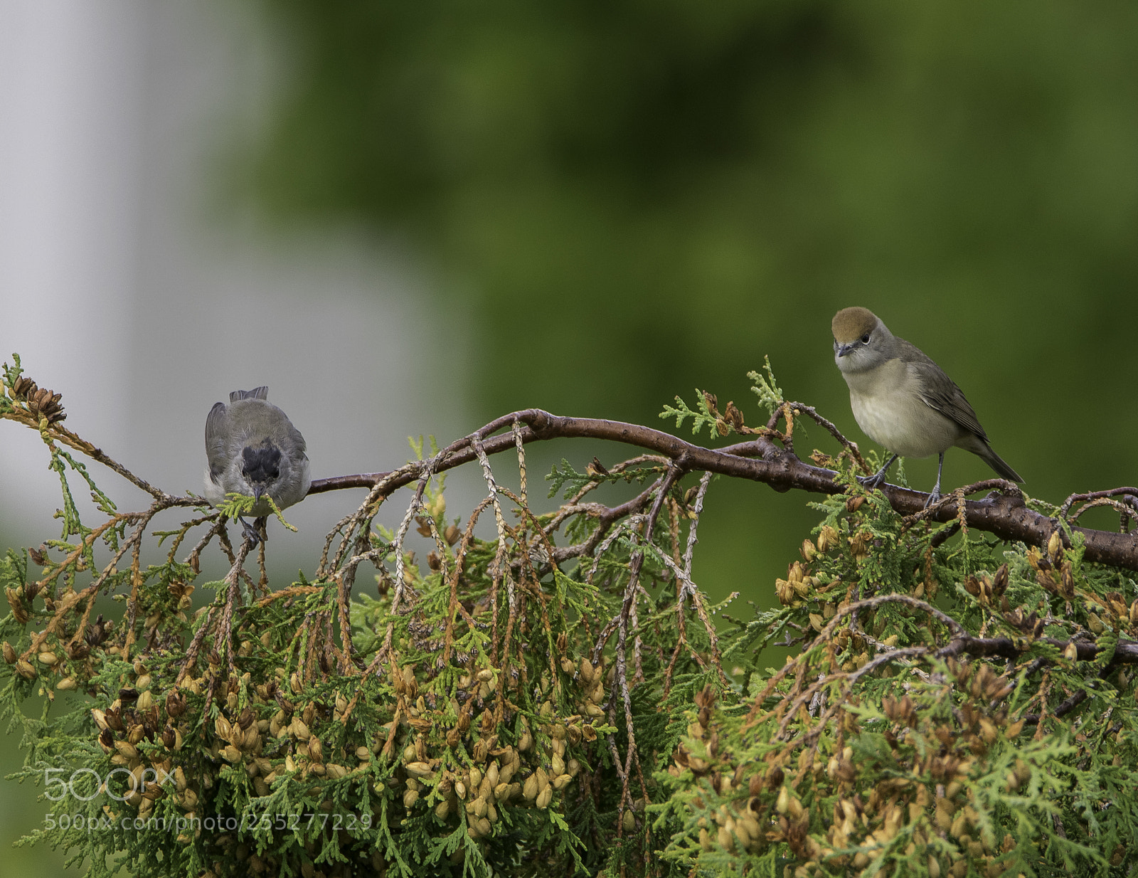 Nikon D5300 sample photo. Blackcap svarthtta o photography