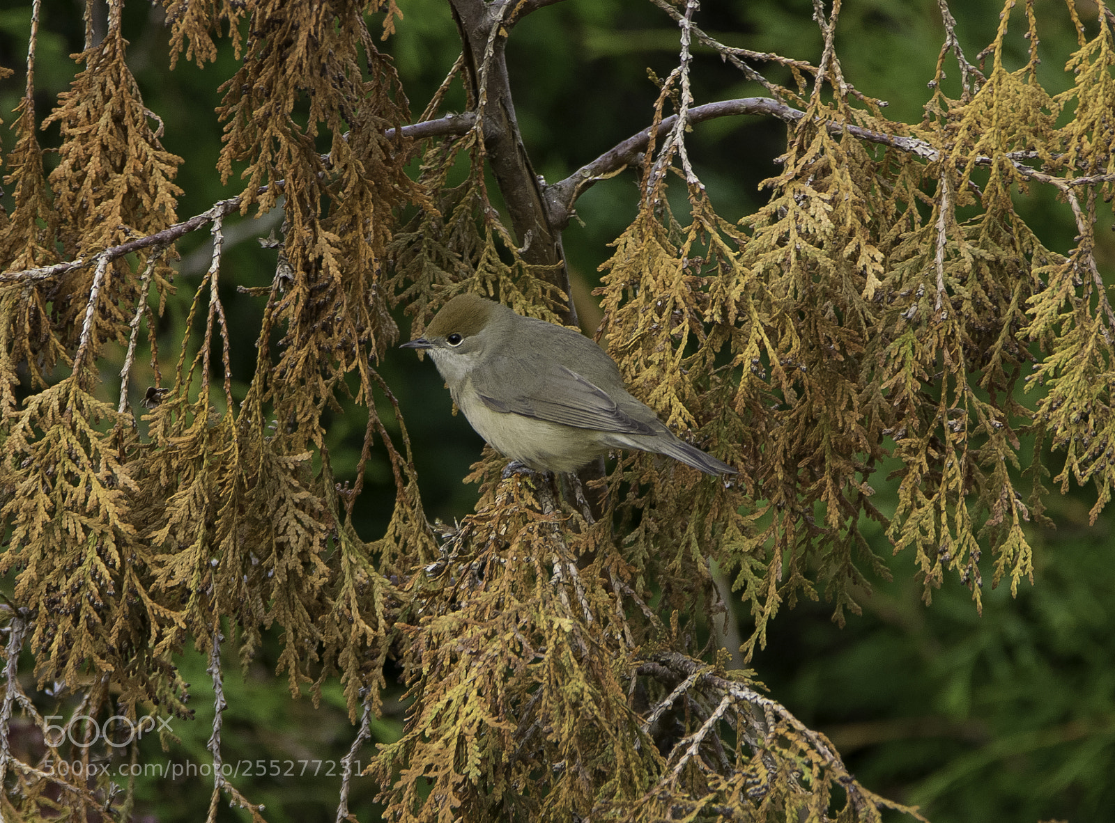 Nikon D5300 sample photo. Blackcap svarthtta o photography