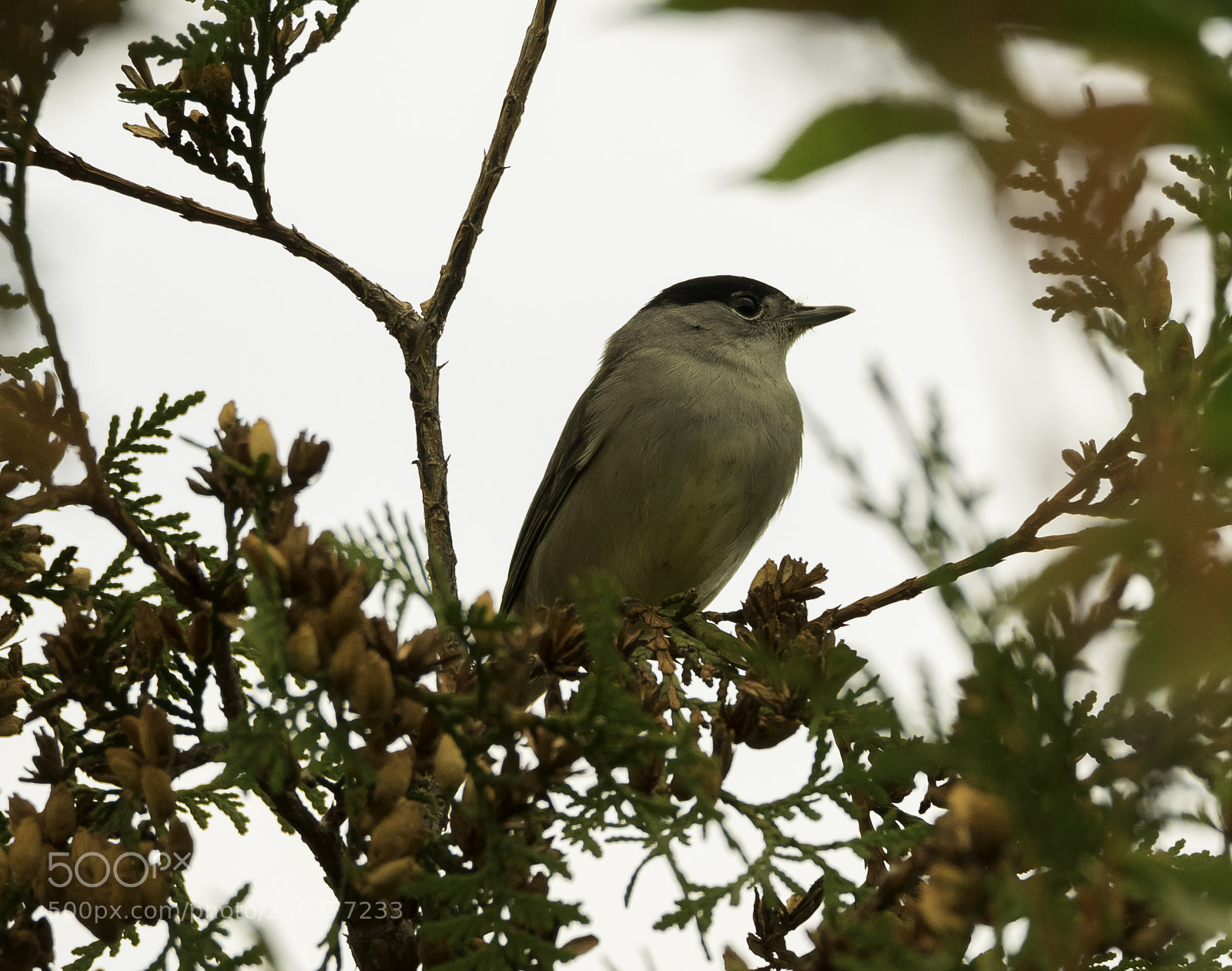 Nikon D5300 sample photo. Blackcap svarthtta o photography