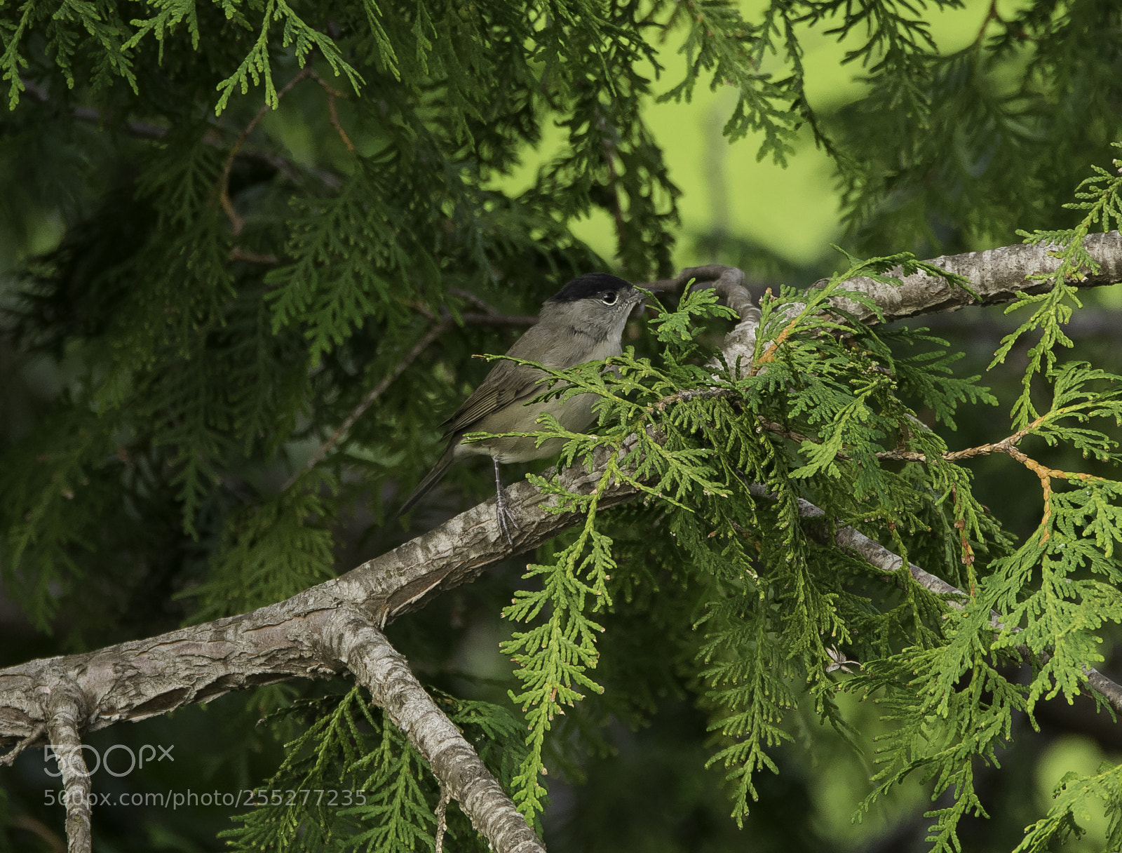 Nikon D5300 sample photo. Blackcap svarthtta o photography