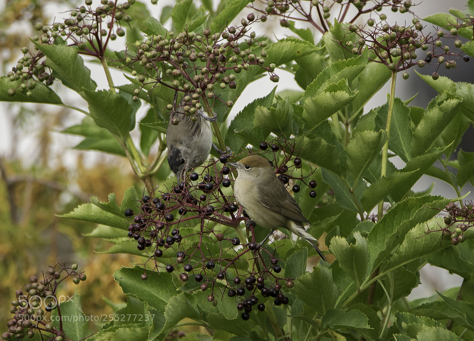 Nikon D5300 sample photo. Blackcap svarthtta o photography