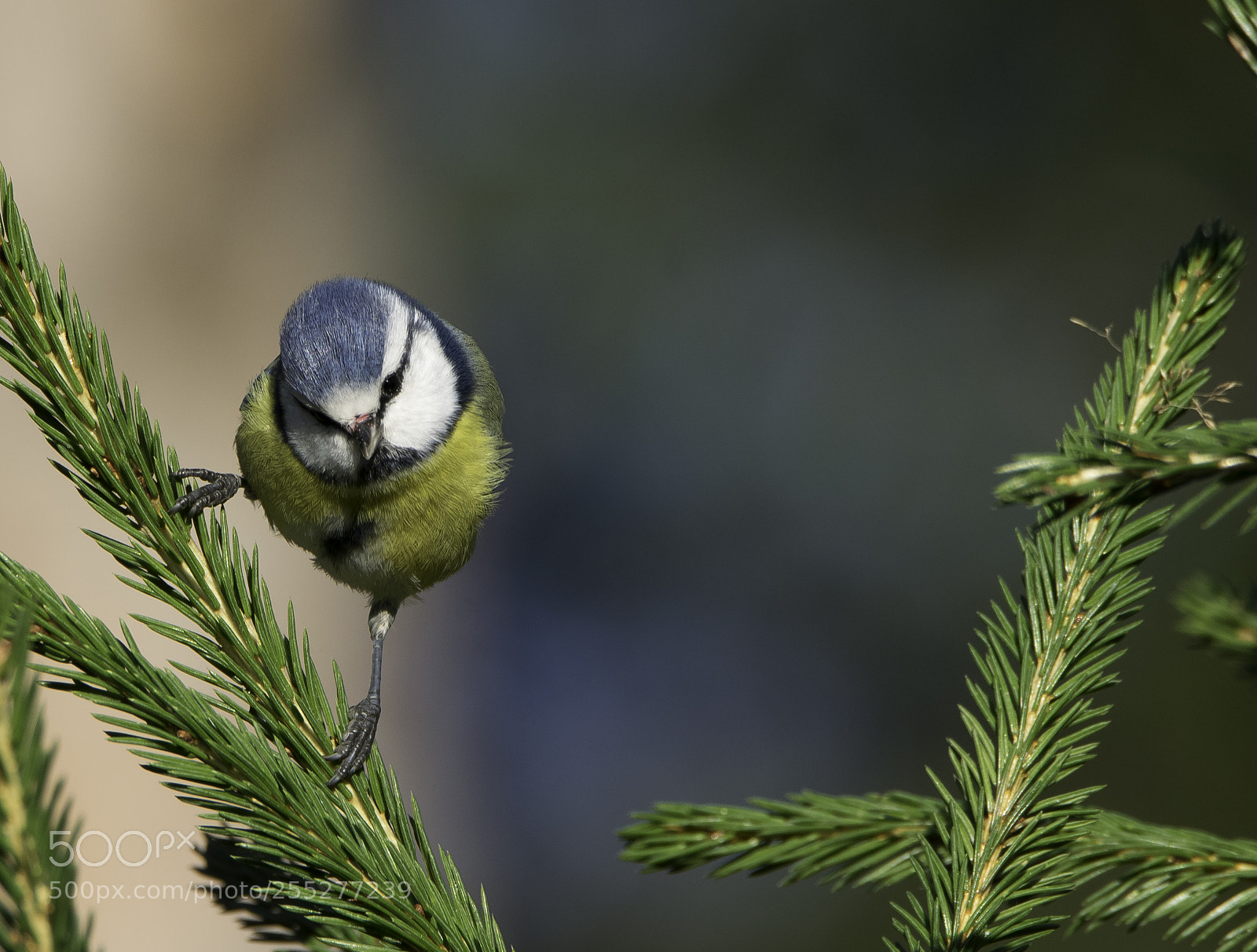 Nikon D5300 sample photo. Bluetit blmes o photography