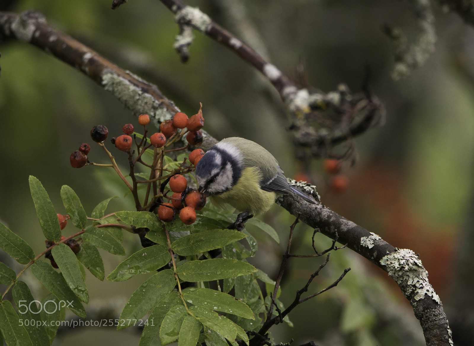 Nikon D5300 sample photo. Bluetit blmes o photography
