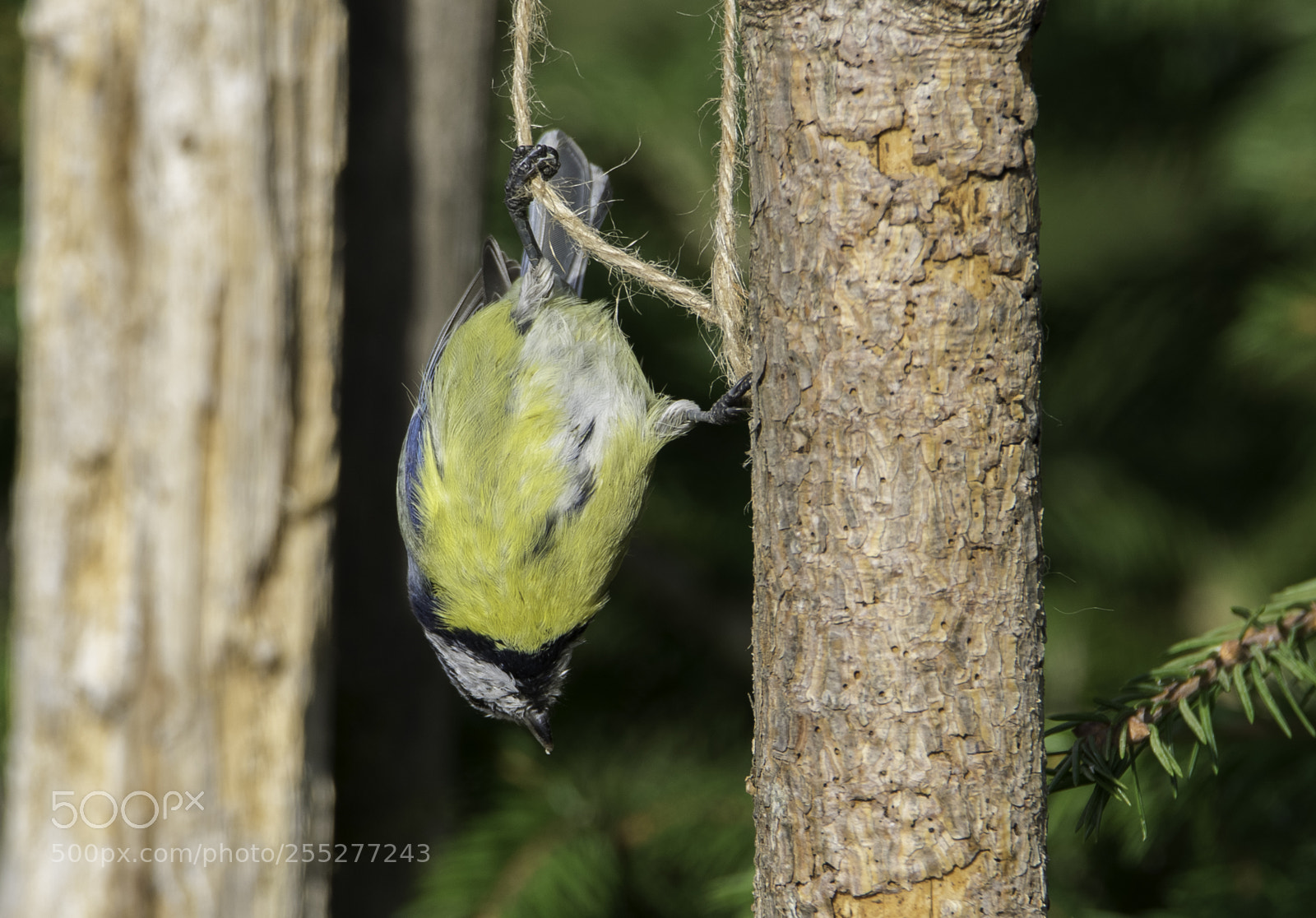 Nikon D5300 sample photo. Bluetit blmes o photography