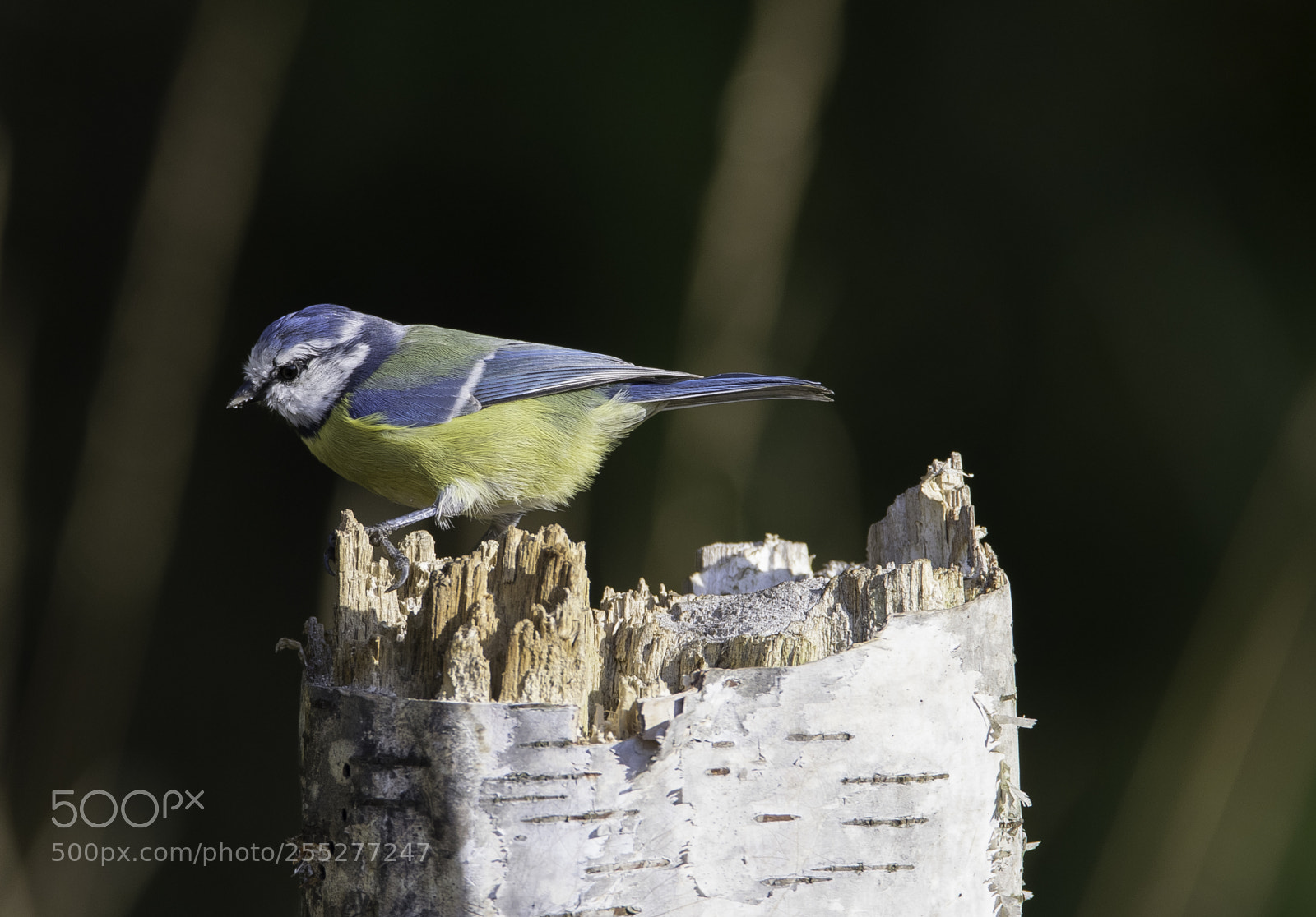 Nikon D5300 sample photo. Bluetit blmes o photography