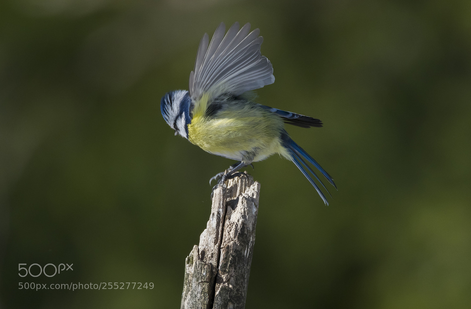 Nikon D5300 sample photo. Bluetit blmes o photography