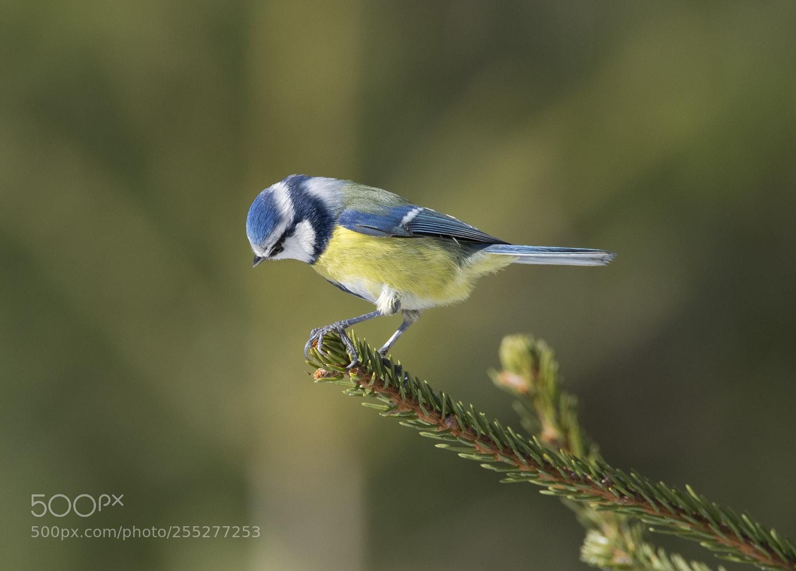 Nikon D5300 sample photo. Bluetit blmes o photography