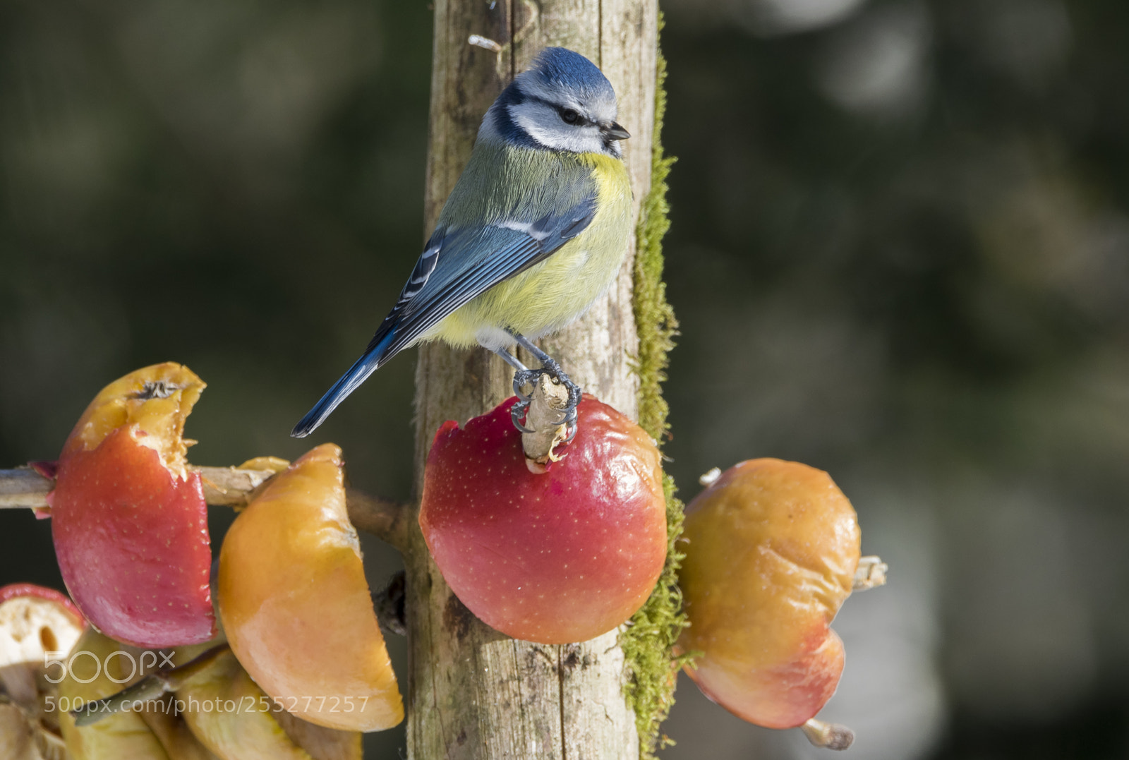Nikon D5300 sample photo. Bluetit blmes o photography