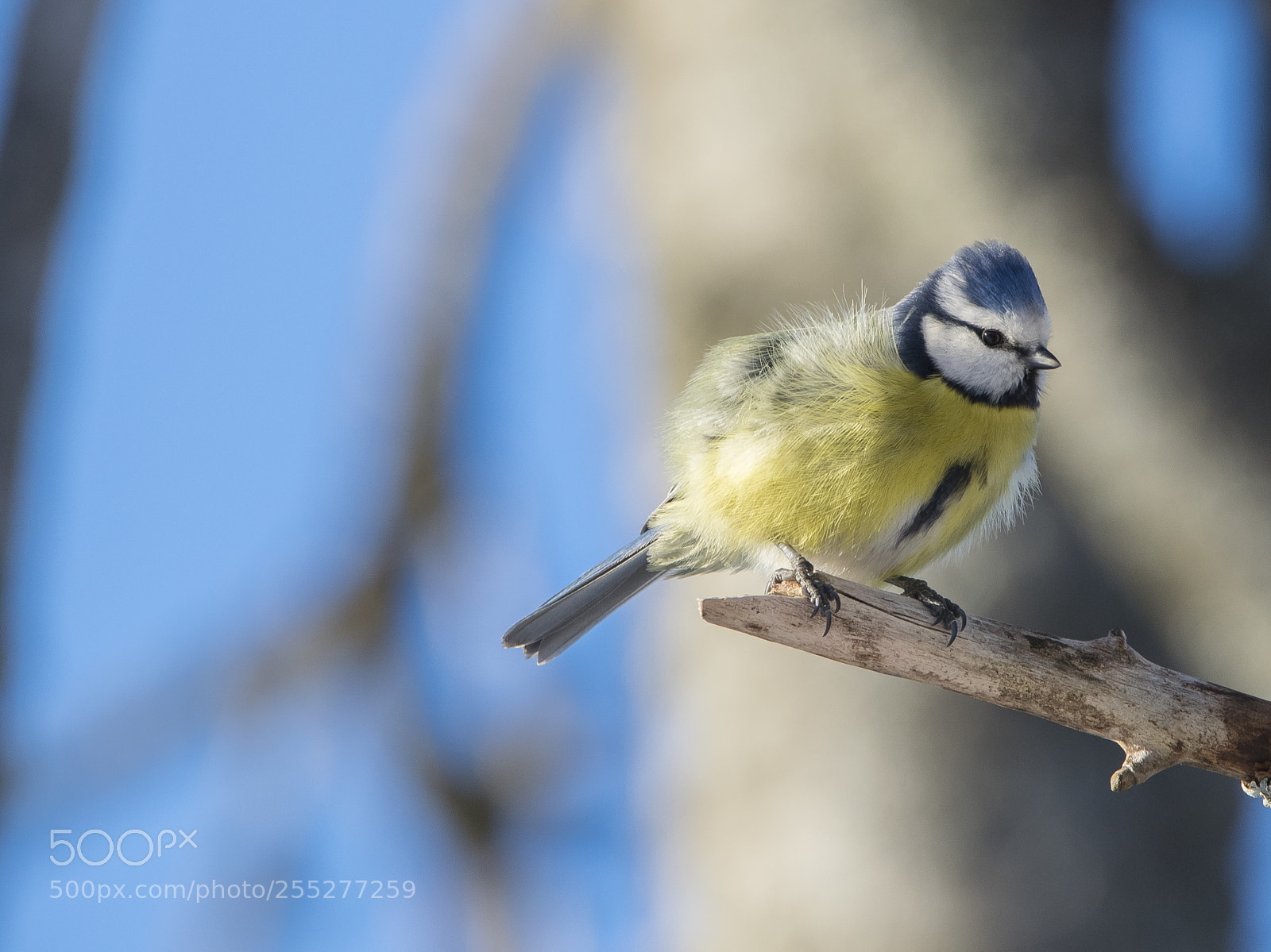 Nikon D5300 sample photo. Bluetit blmes o photography