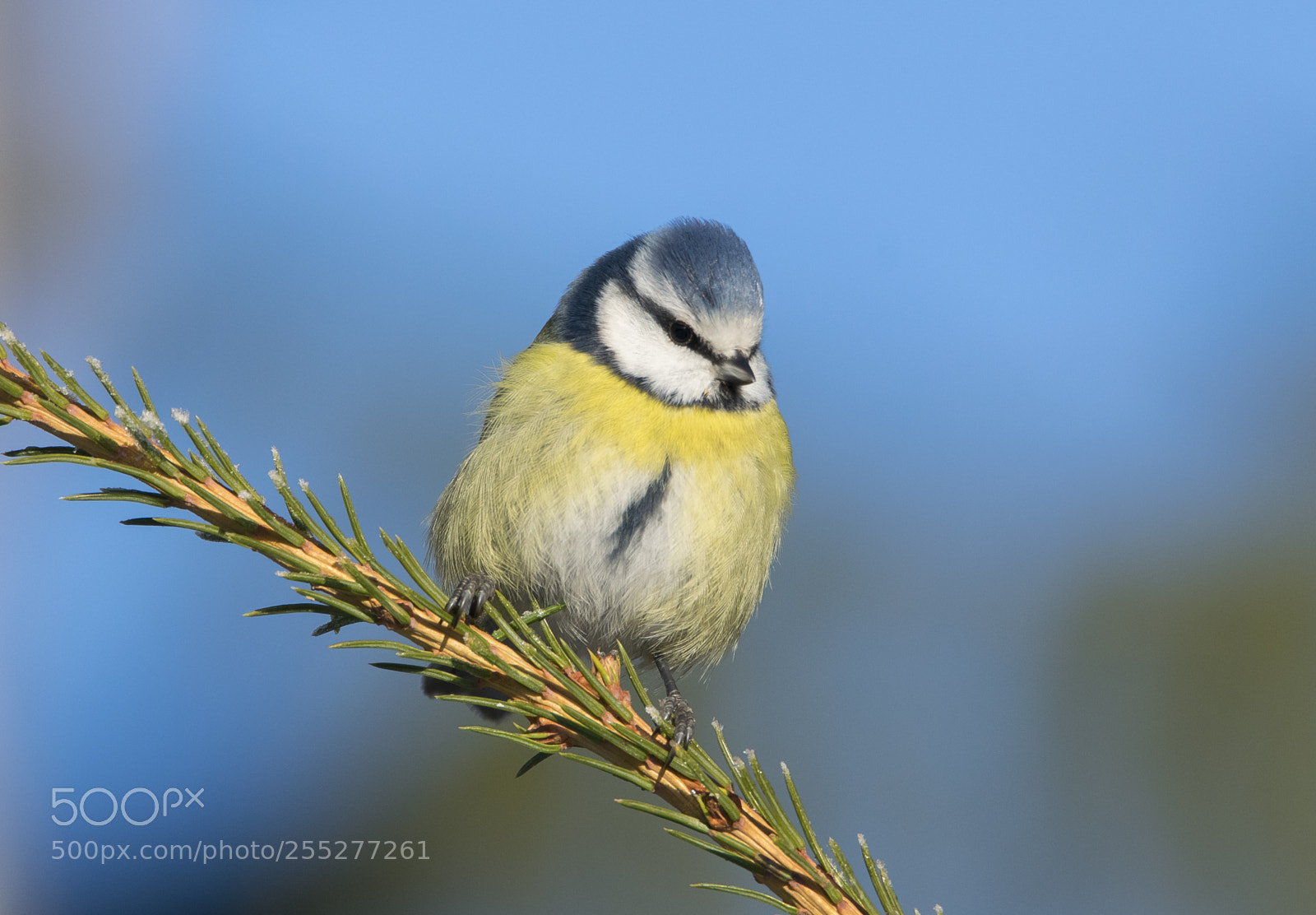 Nikon D5300 sample photo. Bluetit blmes o photography