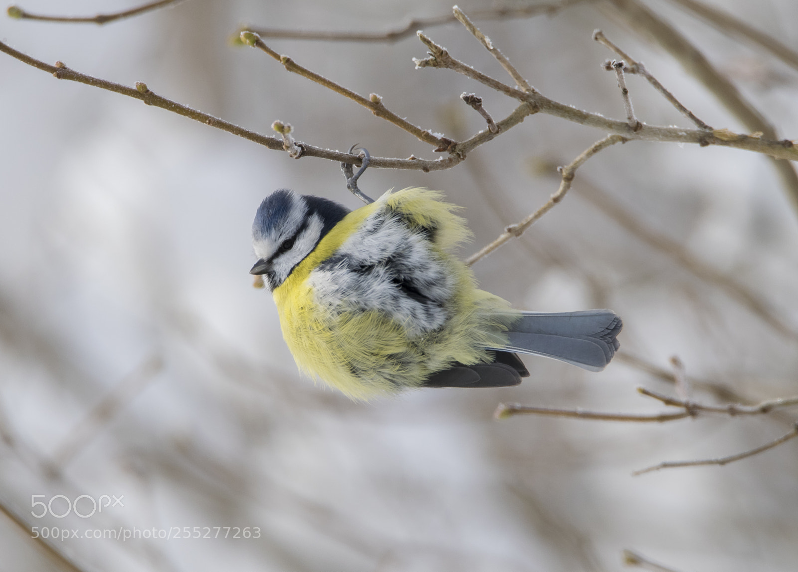 Nikon D5300 sample photo. Bluetit blmes o photography