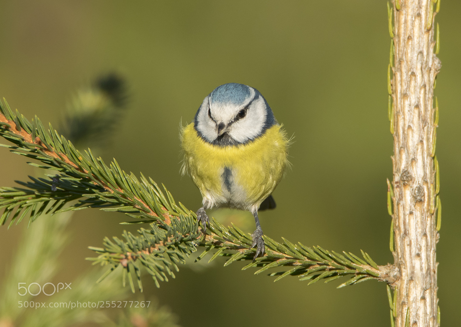 Nikon D5300 sample photo. Bluetit blmes o photography