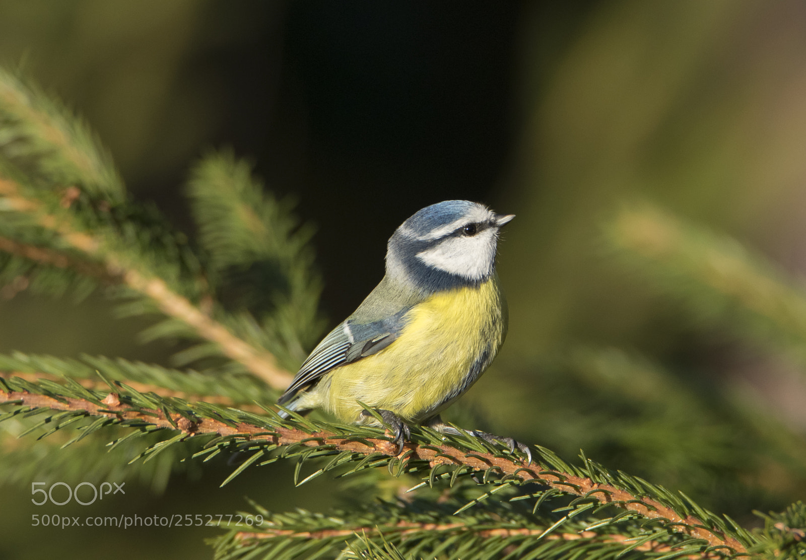 Nikon D5300 sample photo. Bluetit blmes o photography