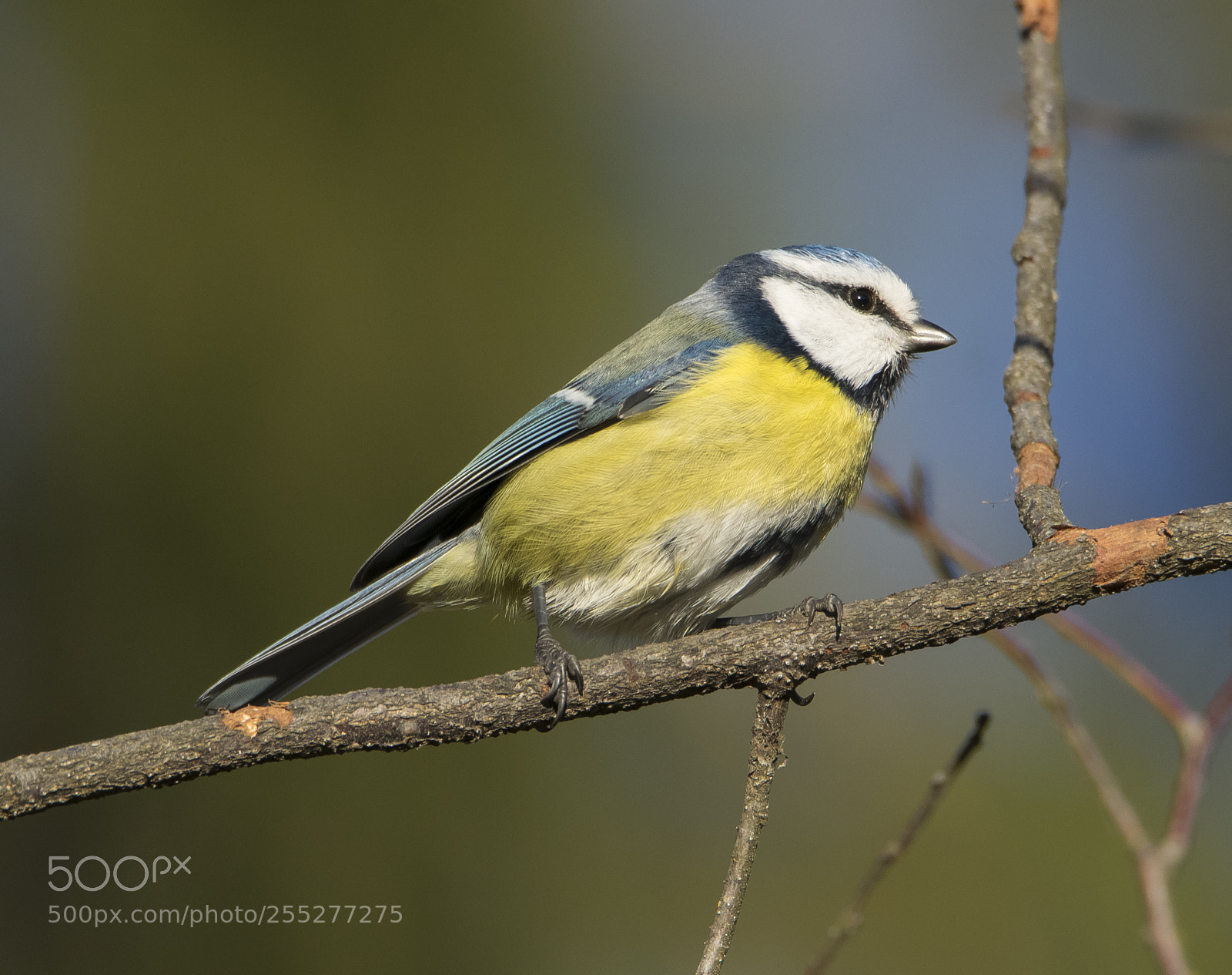 Nikon D5300 sample photo. Bluetit blmes o photography