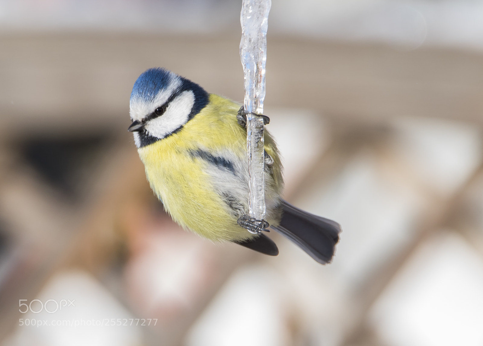 Nikon D5300 sample photo. Bluetit blmes o photography