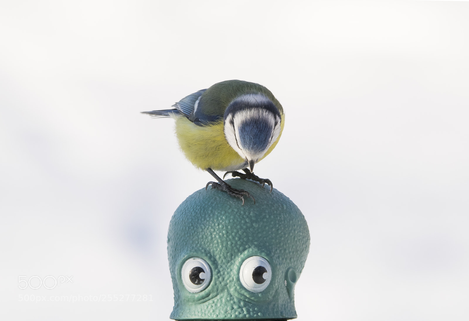 Nikon D5300 sample photo. Bluetit blmes o photography