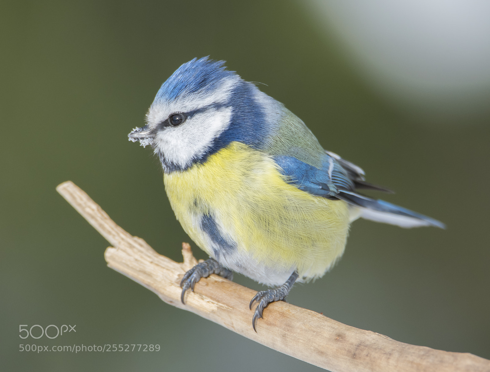 Nikon D5300 sample photo. Bluetit blmes o photography
