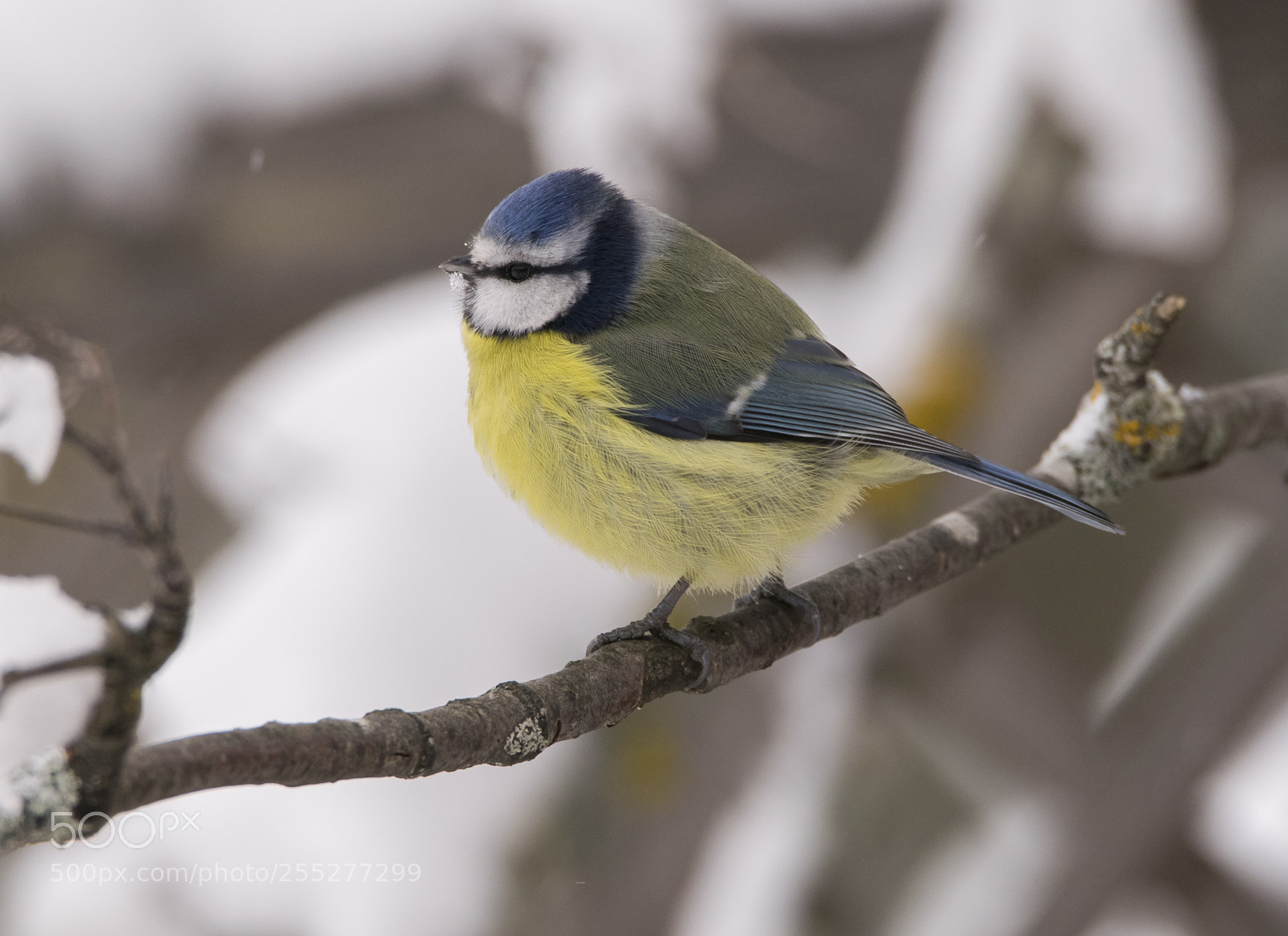 Nikon D5300 sample photo. Bluetit blmes o photography