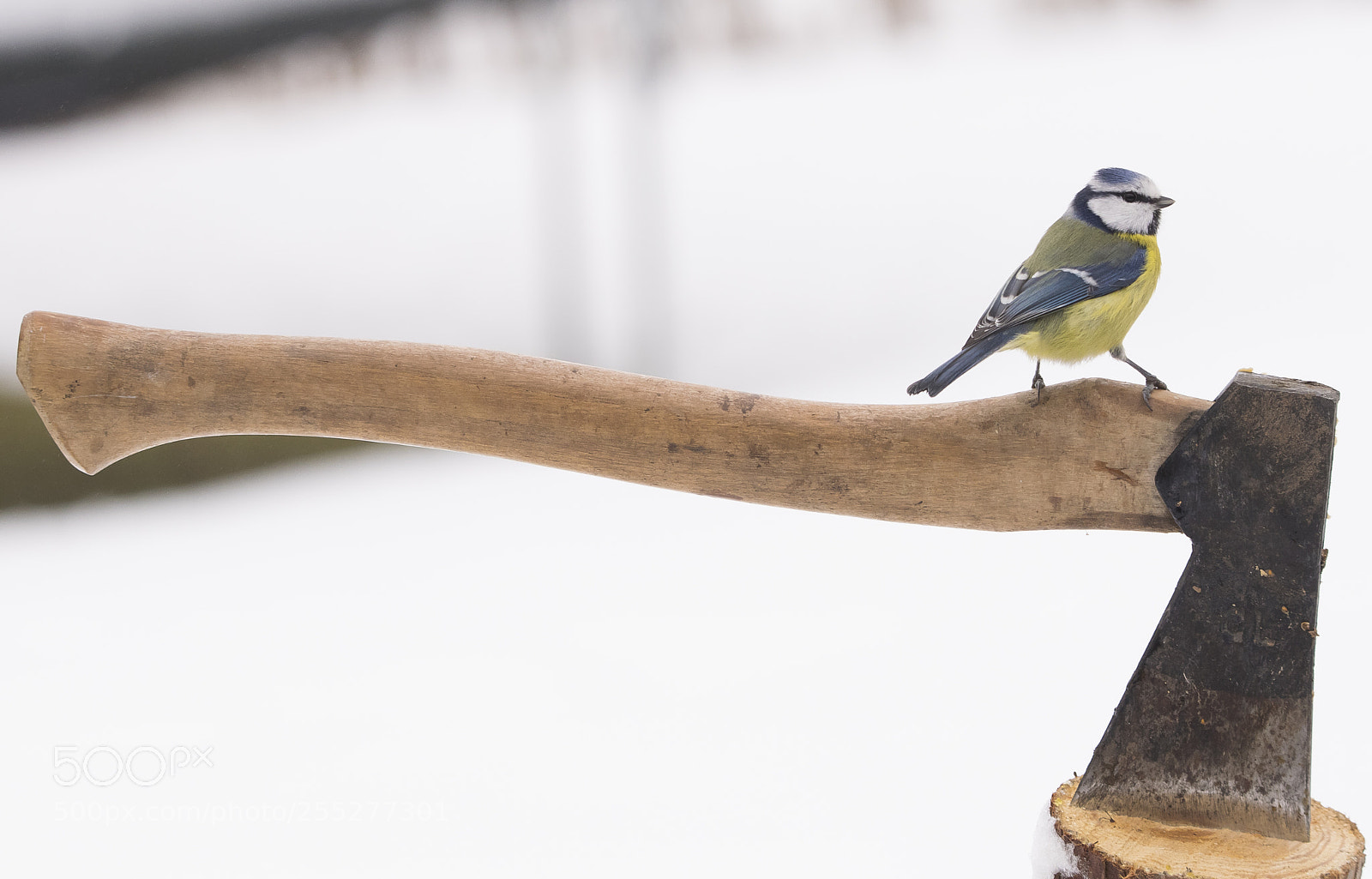 Nikon D5300 sample photo. Bluetit blmes o photography